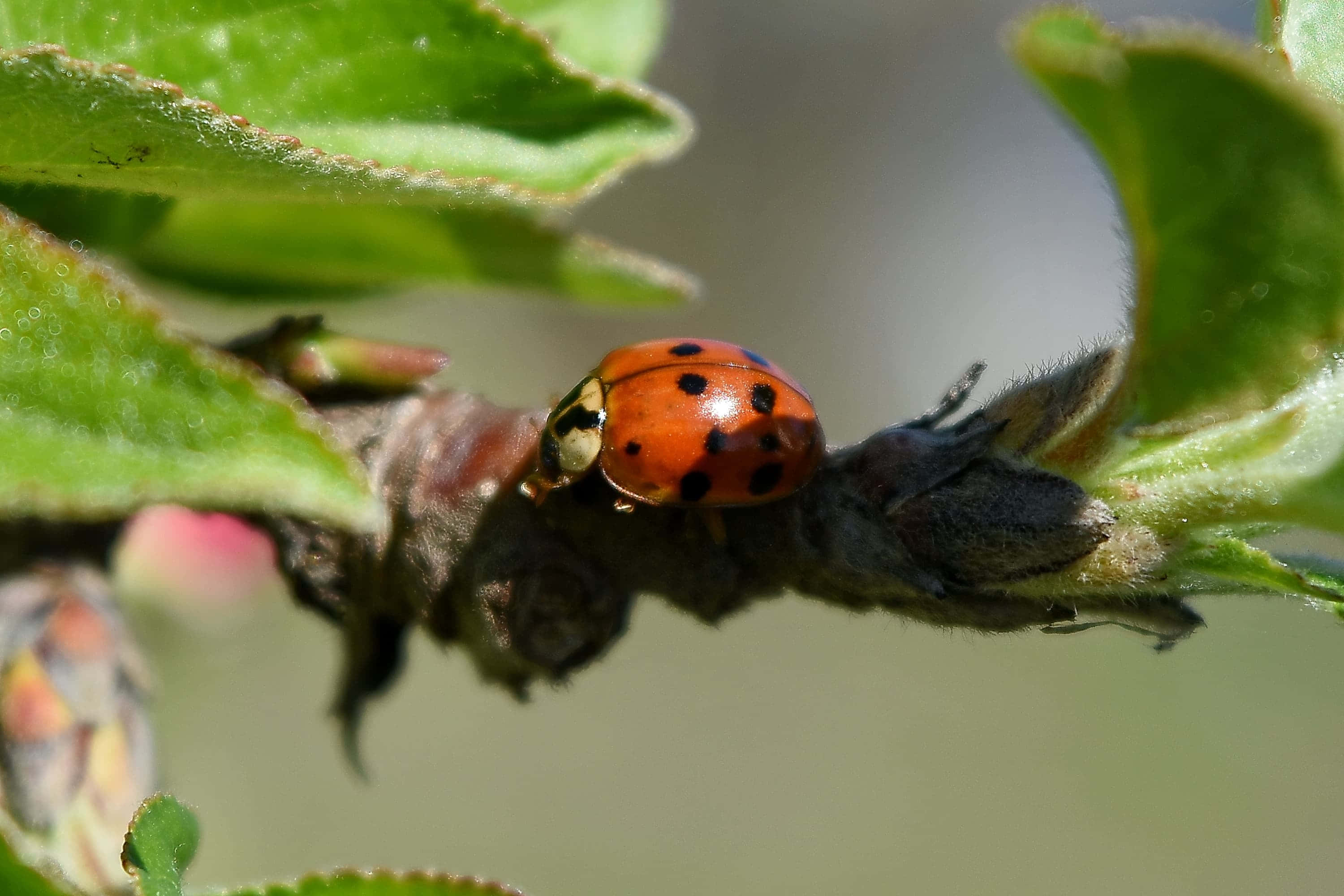 Spring Ladybugs 桌布 壁紙 — 一隻鮮紅色帶黑色斑點的瓢蟲，輕輕停在一根長滿嫩綠葉子的樹枝上。
