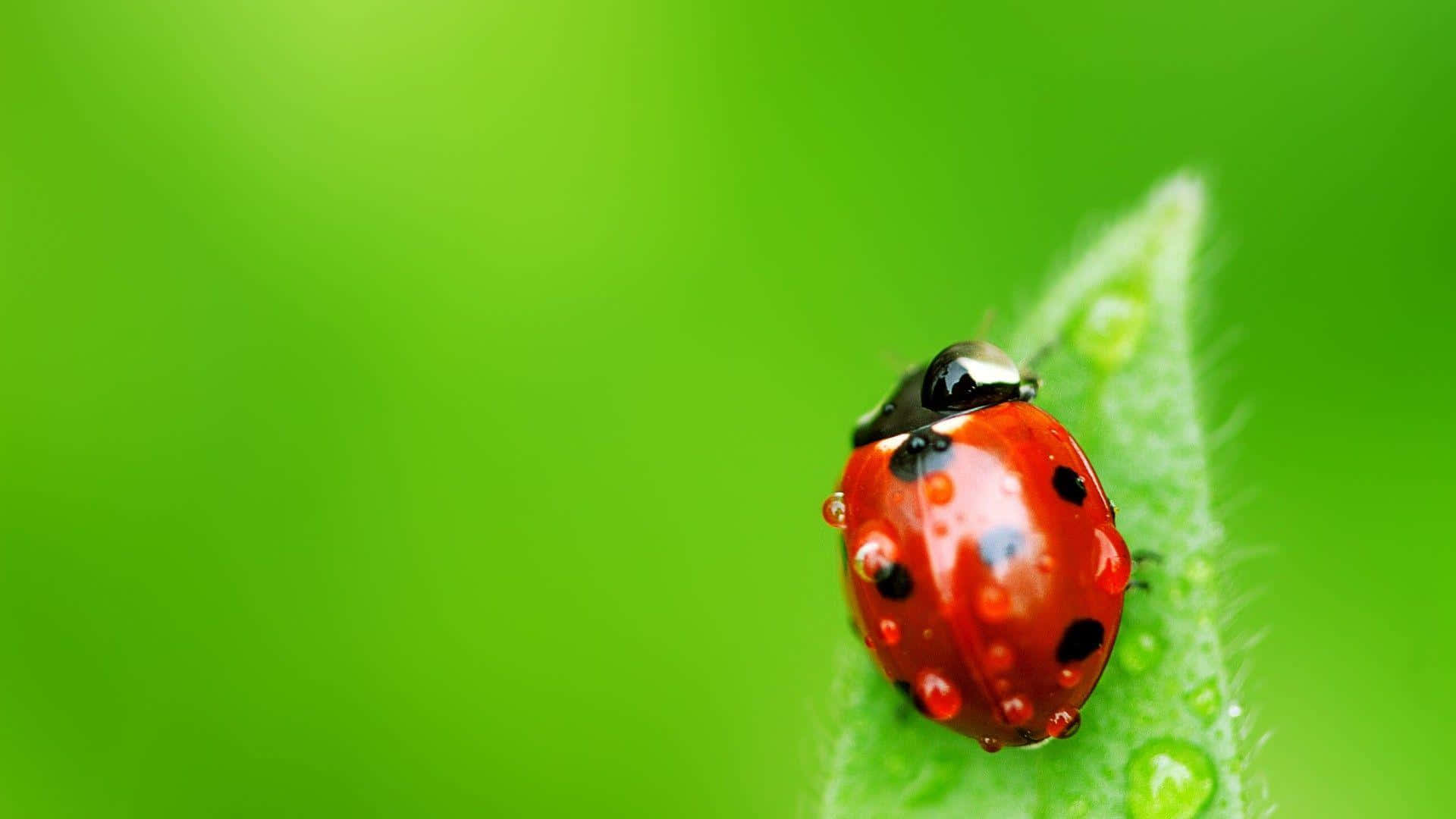 Insects 桌布 壁紙 — 一隻鮮紅色帶黑色斑點的瓢蟲停在一片沾滿露水的綠葉上，背景是柔和模糊的綠色。