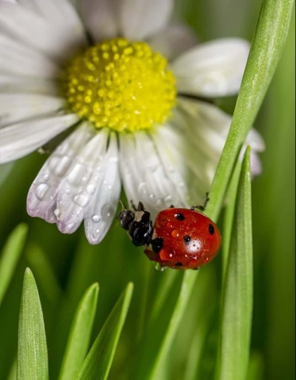 Spring Ladybugs 桌布 壁紙 — 一隻鮮紅色帶黑色斑點的瓢蟲在綠色草地上爬行，旁邊是一朵帶有黃色中心的露珠覆蓋的白色雛菊。