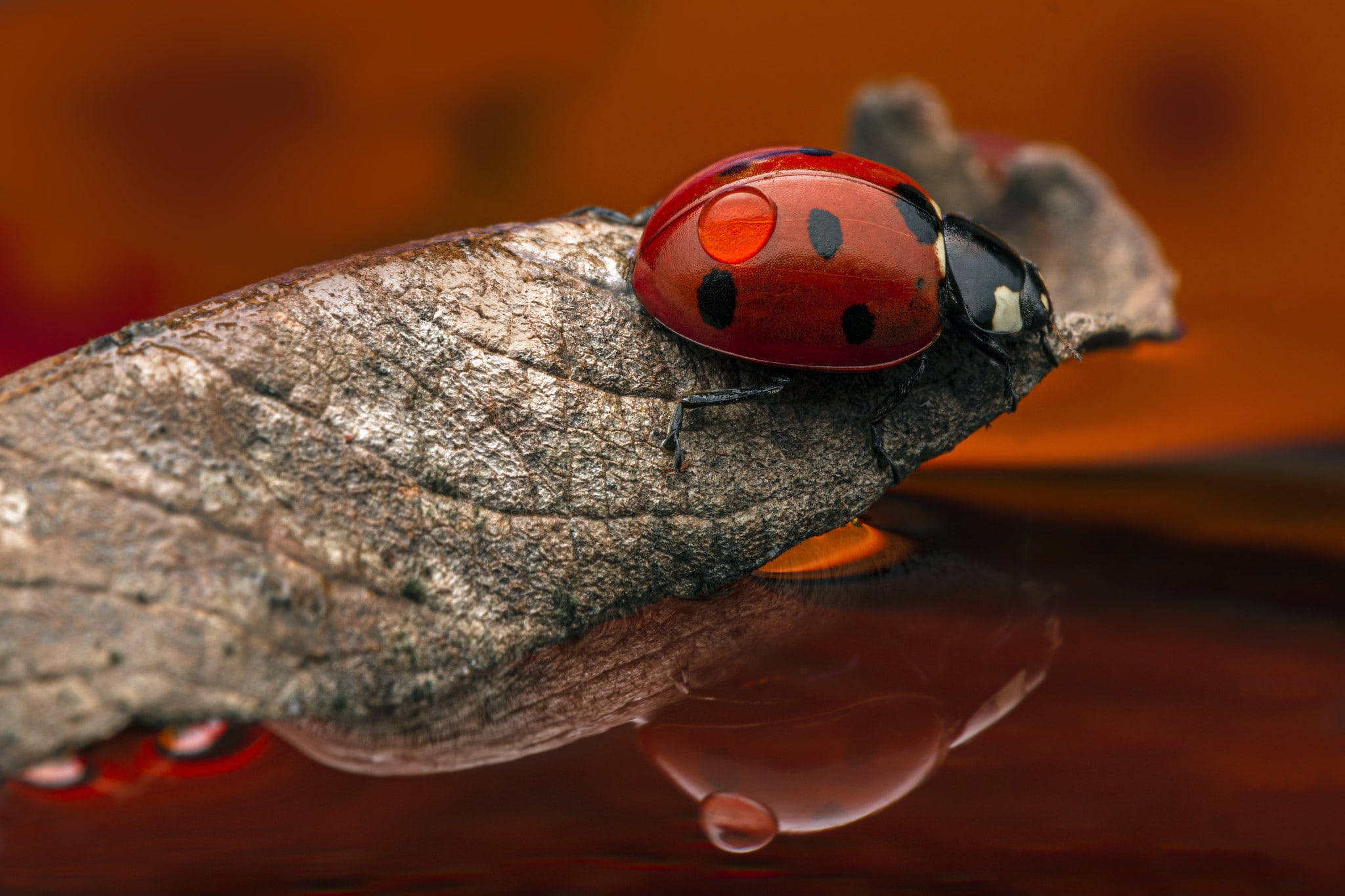 ladybug 桌布 壁紙 — 一隻鮮紅色帶黑色斑點的瓢蟲棲息在帶有紋理的灰色葉片上，下方是反射水面的表面。