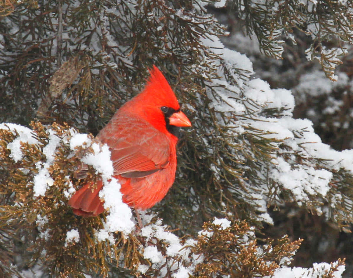 Cardinal 桌布 壁紙 — 一隻鮮紅色的主紅雀棲息在冬日場景中灑滿白雪的常青樹枝上。