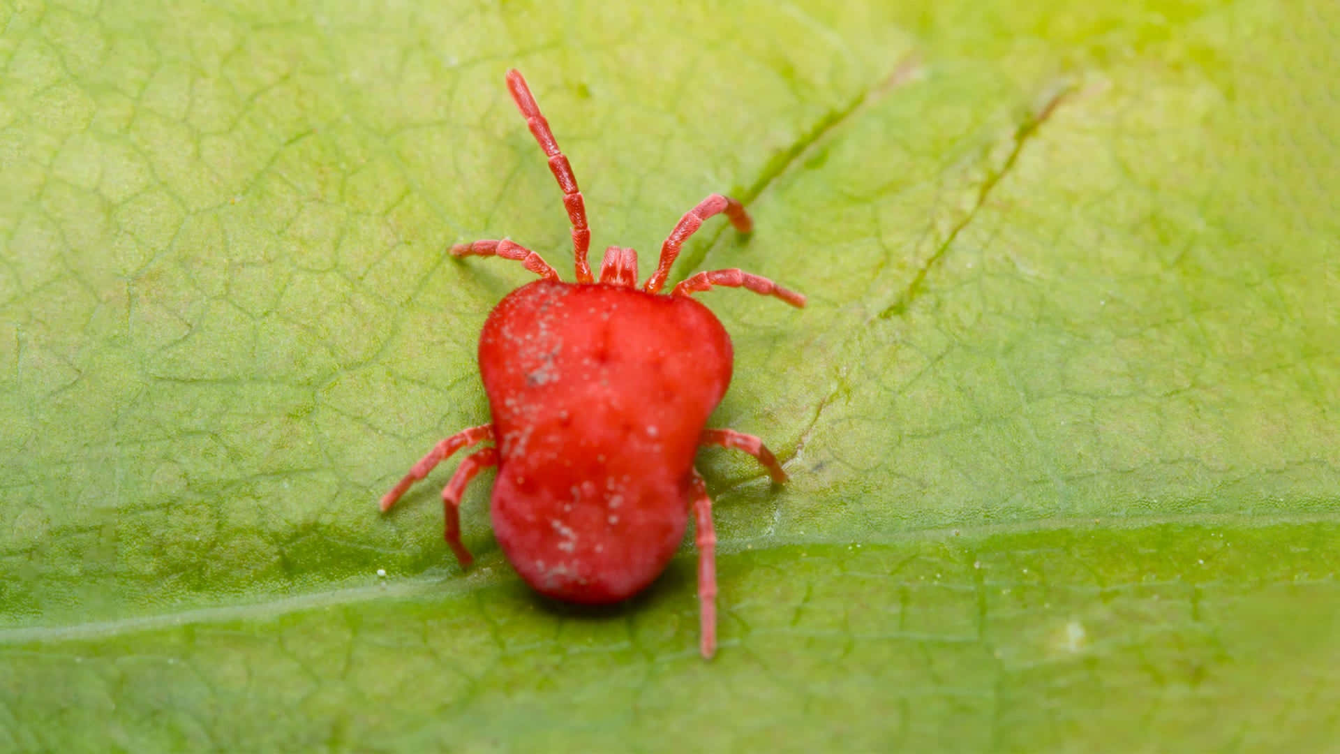 Red Spider 桌布 壁紙 — 一隻鮮紅色的八腳蟎蟲在明亮光線下，停留在有紋理的綠色葉片表面上。