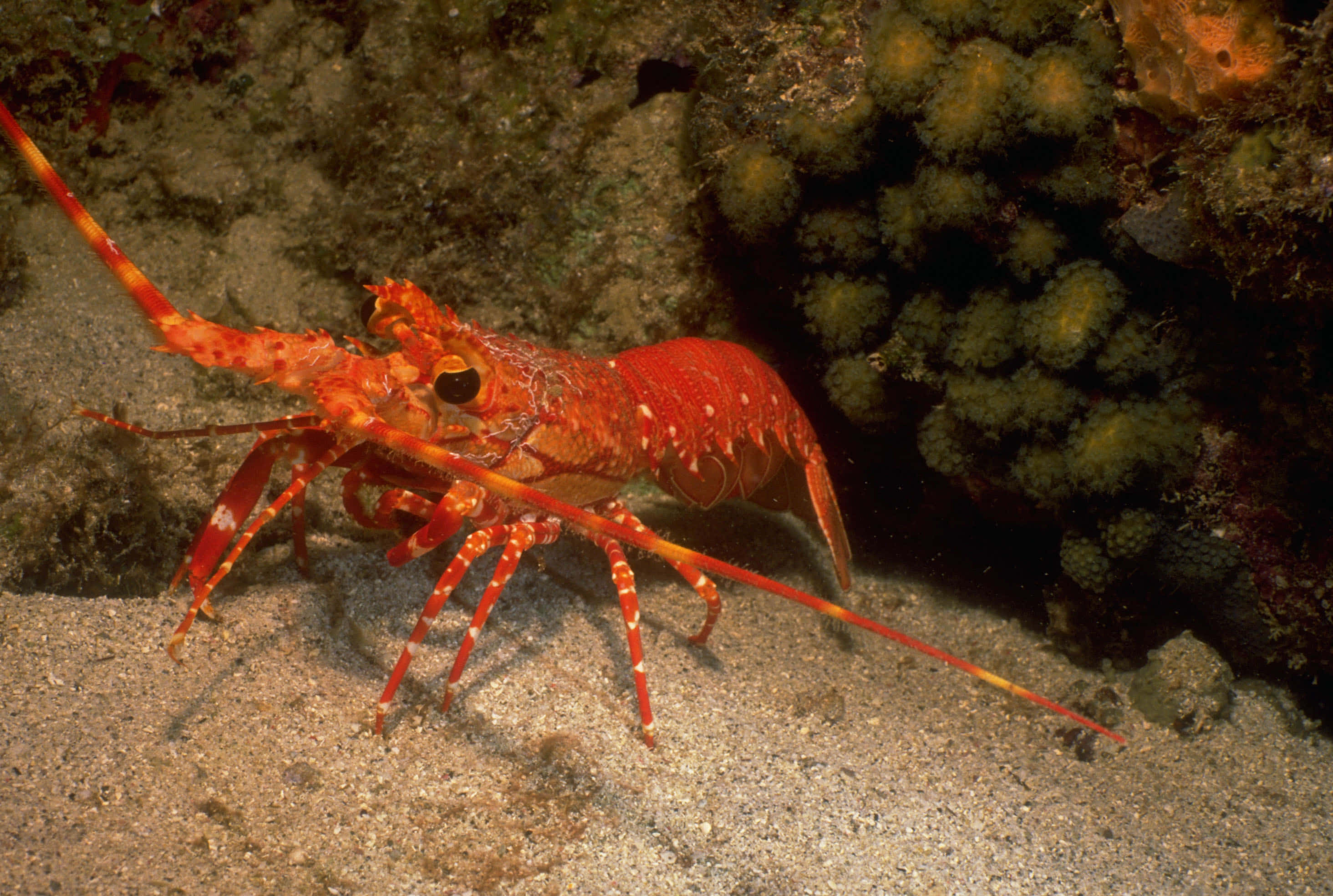 Lobster 桌布 壁紙 — 一隻鮮紅色的多刺龍蝦在清澈的水下光線中，在綠色珊瑚形成附近的沙質海底休息。