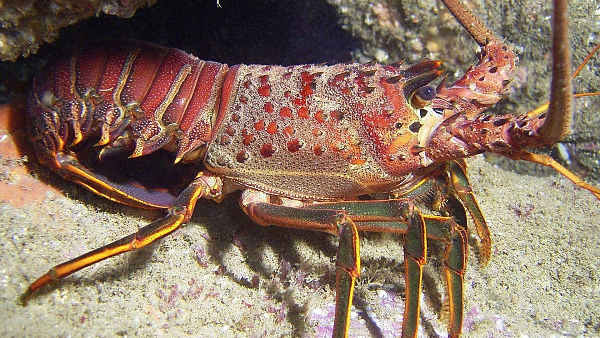 Lobster 桌布 壁紙 — 一隻鮮紅色的多刺龍蝦帶有橙色點綴，在沙質海床上靠近岩石裂縫休息。