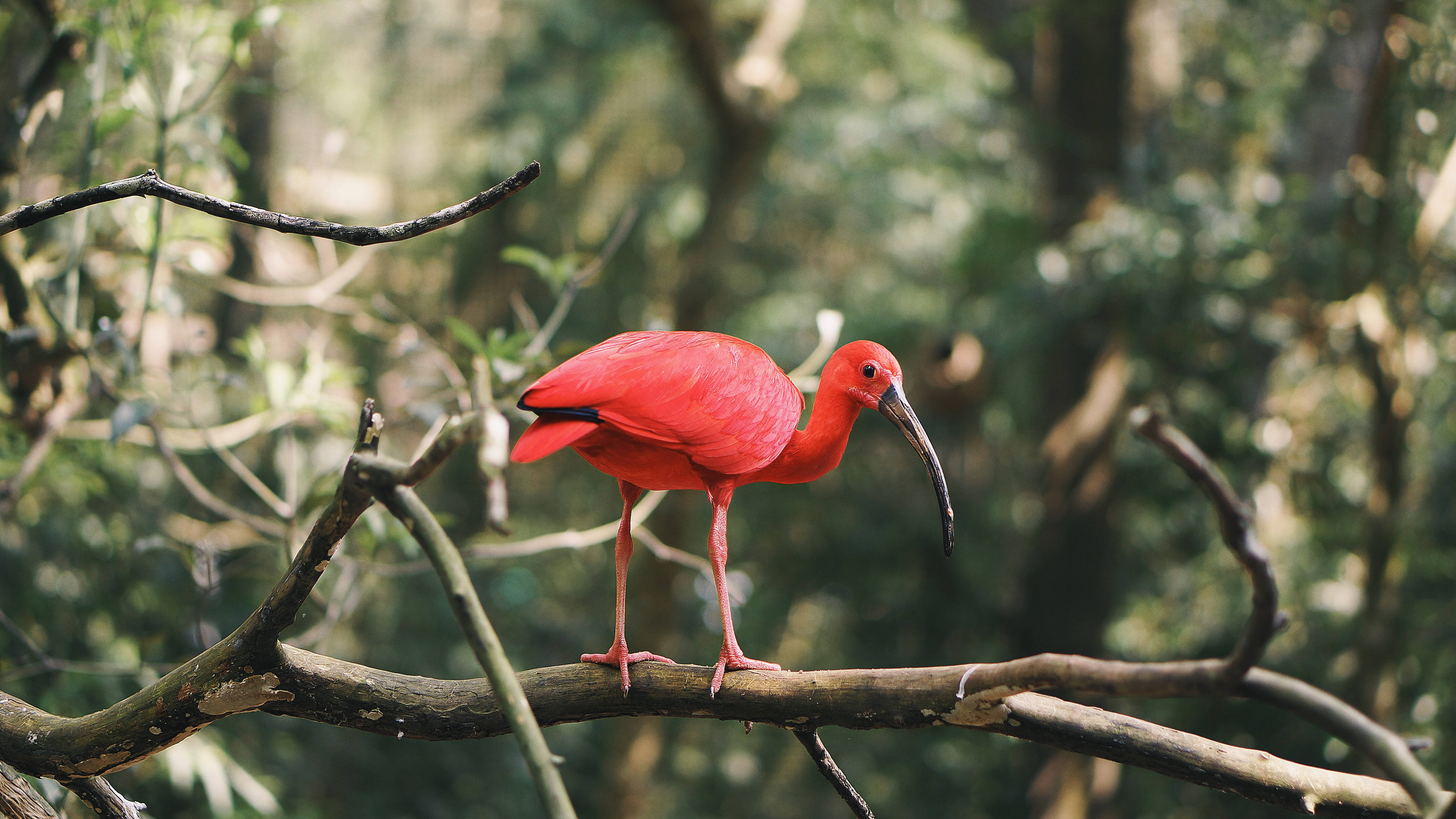 birds 桌布 壁紙 — 一隻鮮紅色的朱鷺優雅地棲息在茂密綠色森林中一棵多節的樹枝上。