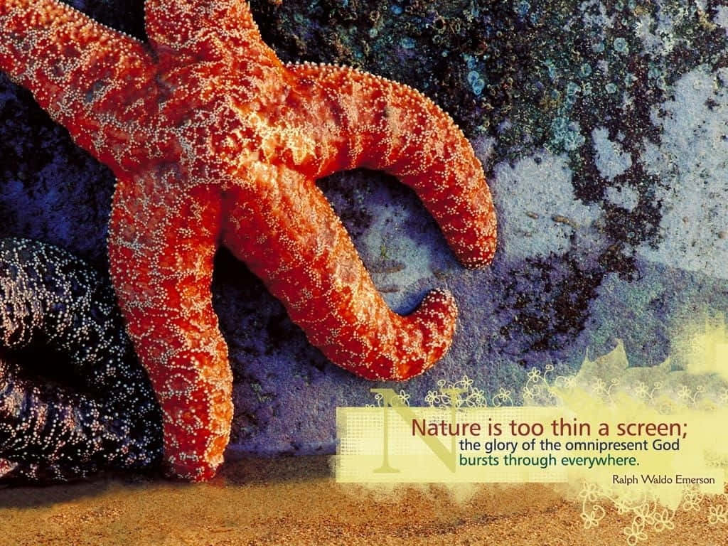 Starfish 桌布 壁紙 — 一隻鮮紅色的海星，帶有紋理的手臂，躺在沙質海底，旁邊是一隻深紫色的海星，背景是岩石。