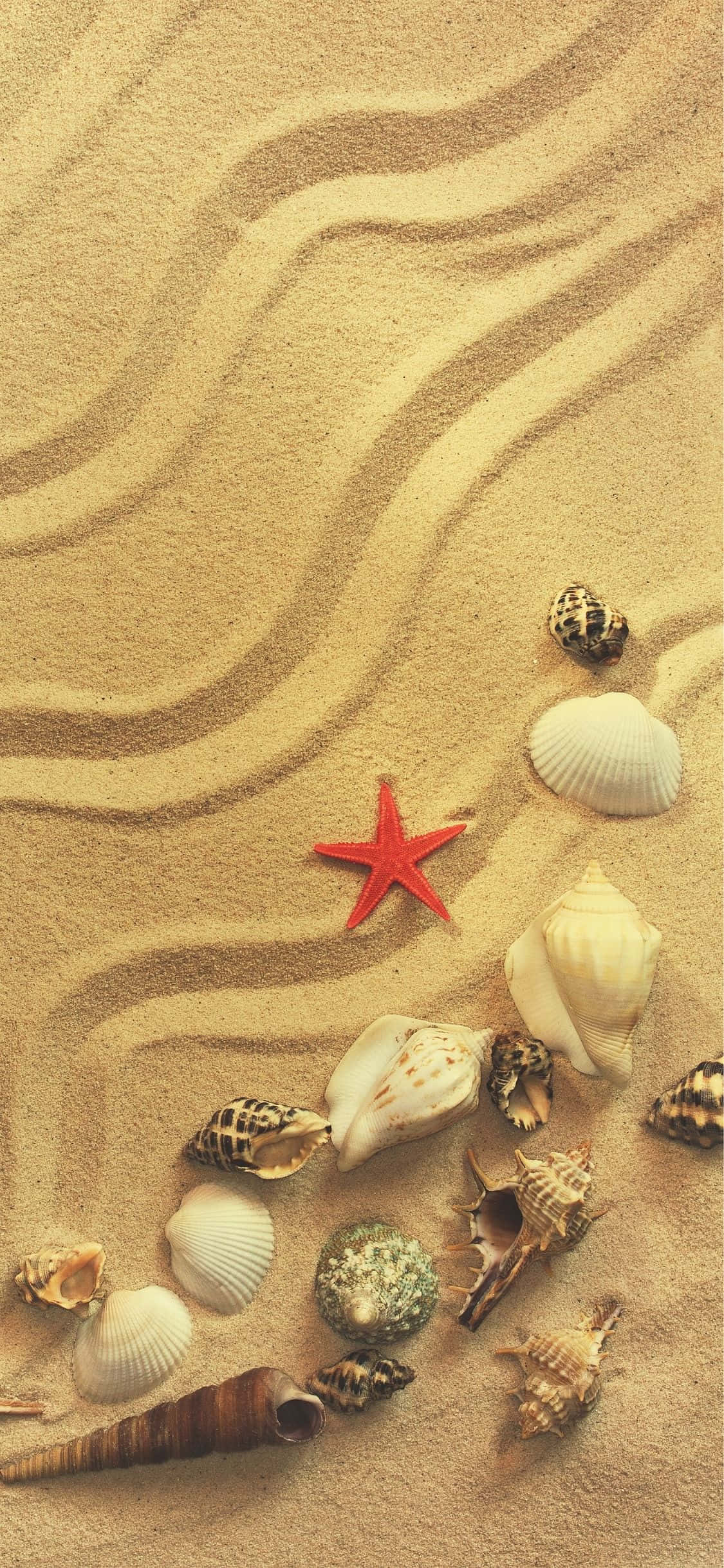 sand 桌布 壁紙 — 一隻鮮紅色的海星和各種貝殼躺在有風蝕紋理的沙地上。