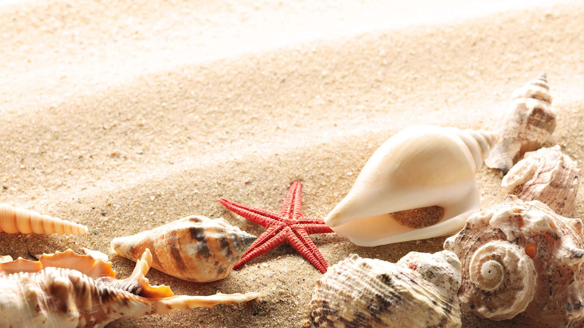 Seashell 桌布 壁紙 — 一隻鮮紅色的海星在柔和的陽光下，躺在溫暖的金色沙灘上，周圍散落著各種貝殼。