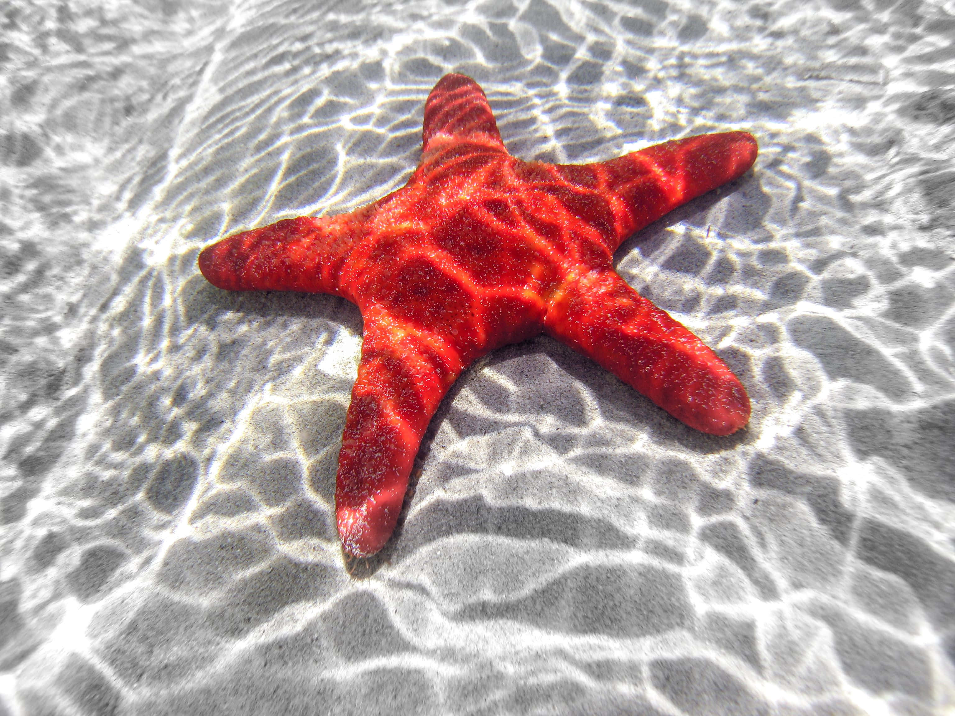 Starfish 桌布 壁紙 — 一隻鮮紅色的海星在陽光斑駁的沙質海底上，清澈漣漪的水面下休息。