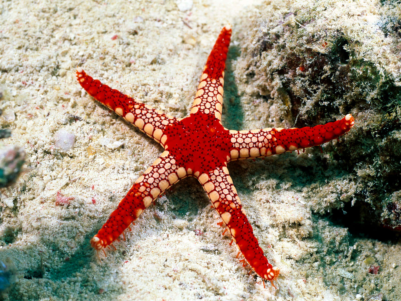 Starfish 桌布 壁紙 — 一隻鮮紅色的海星帶有白色斑點，在沙質海床上靠近珊瑚岩休息。