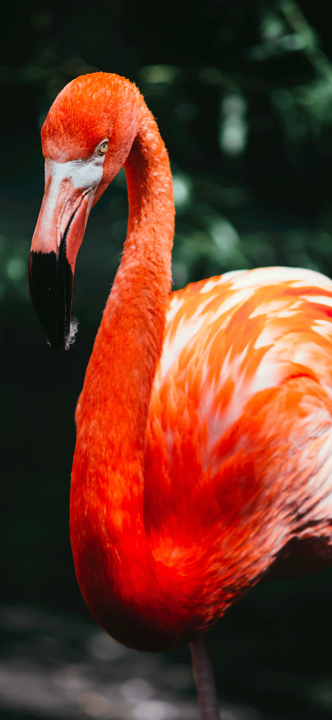 Animals iPhone 桌布 壁紙 — 一隻鮮紅色的火烈鳥在深綠色模糊背景和柔和光線下側面站立。