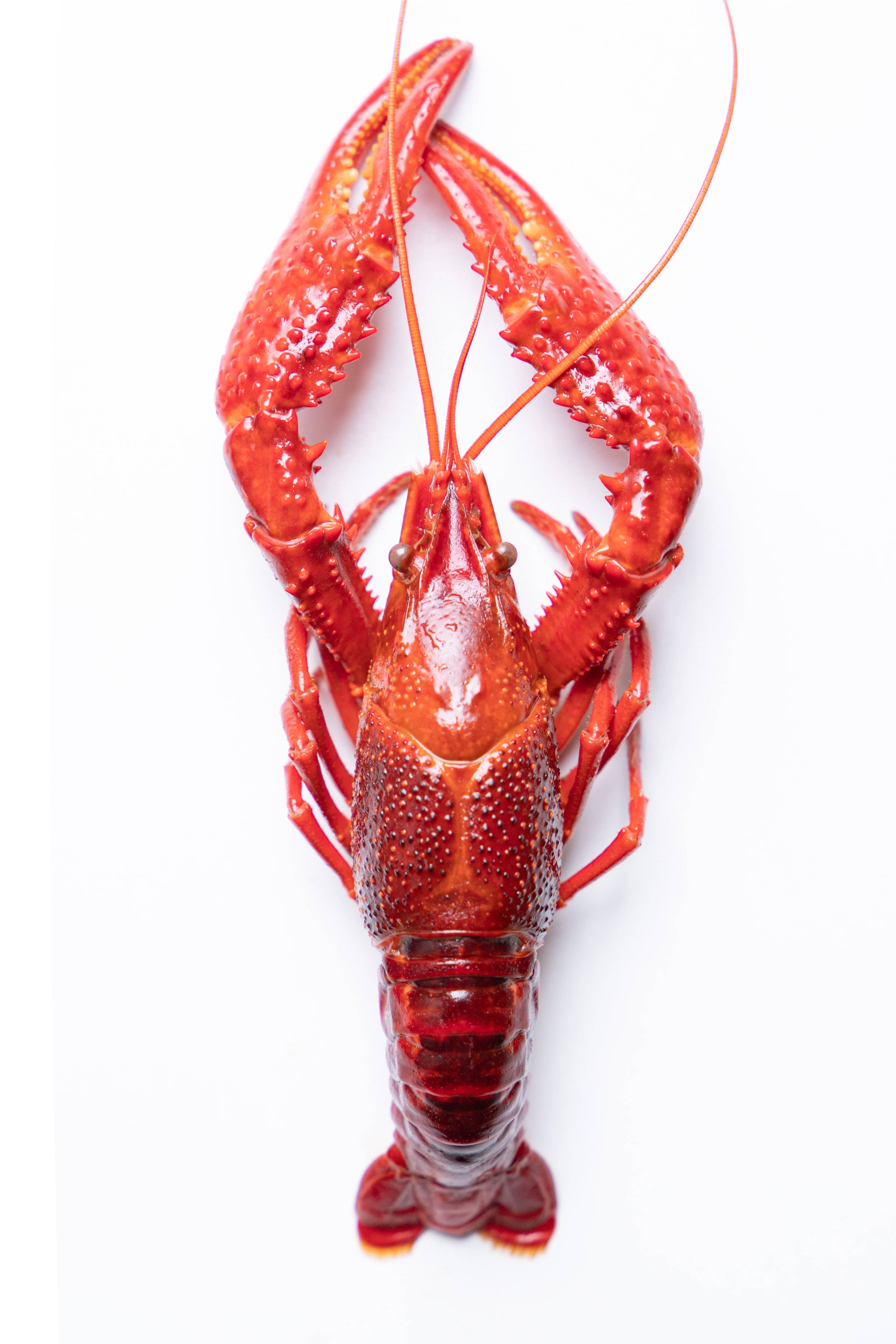 Lobster 桌布 壁紙 — 一隻鮮紅色的熟小龍蝦，帶有詳細的螯和觸角，孤立在純白背景上。