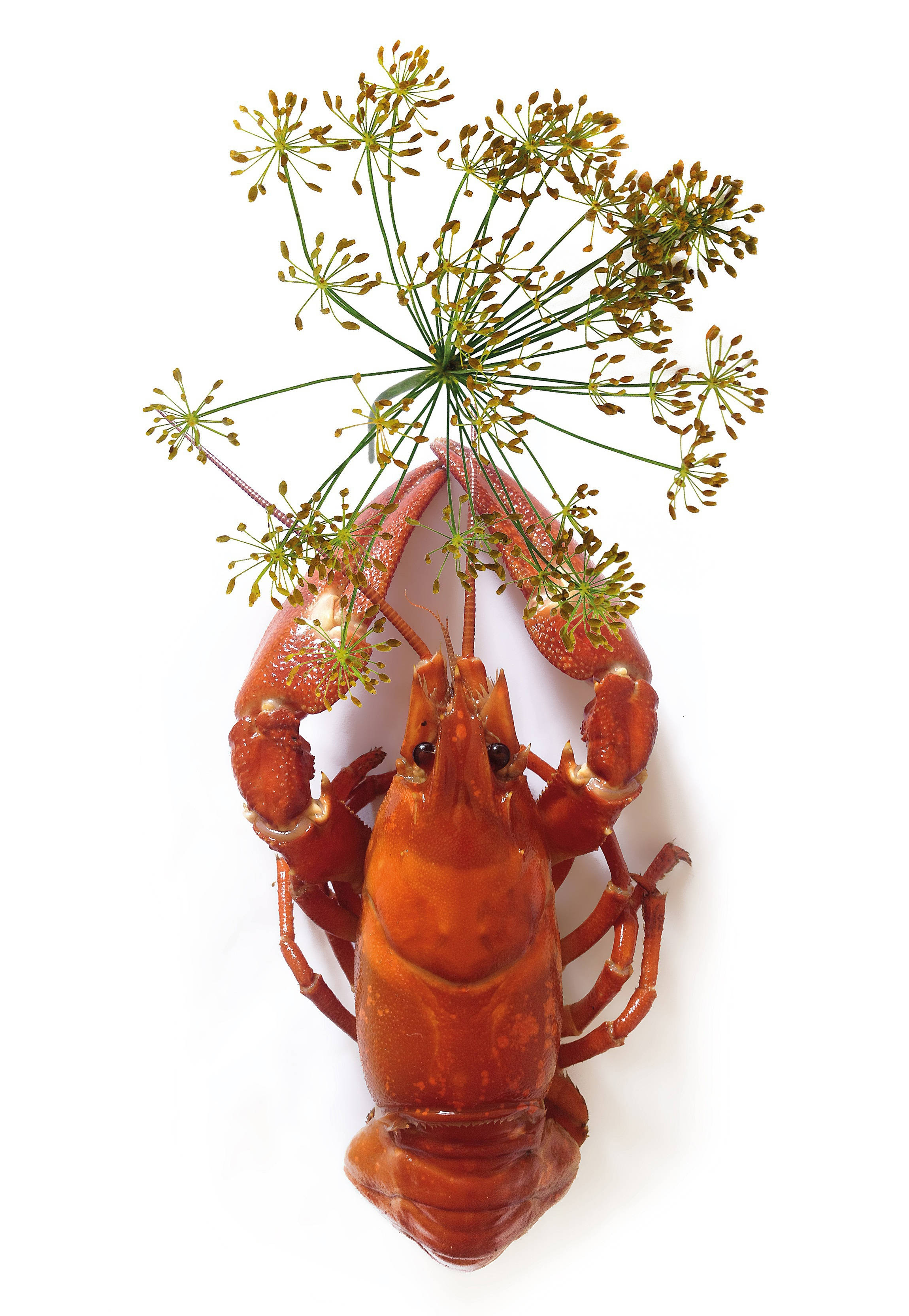 Lobster 桌布 壁紙 — 一隻鮮紅色的熟龍蝦，上面點綴著精緻的蒔蘿花，襯托在純白色的背景上。