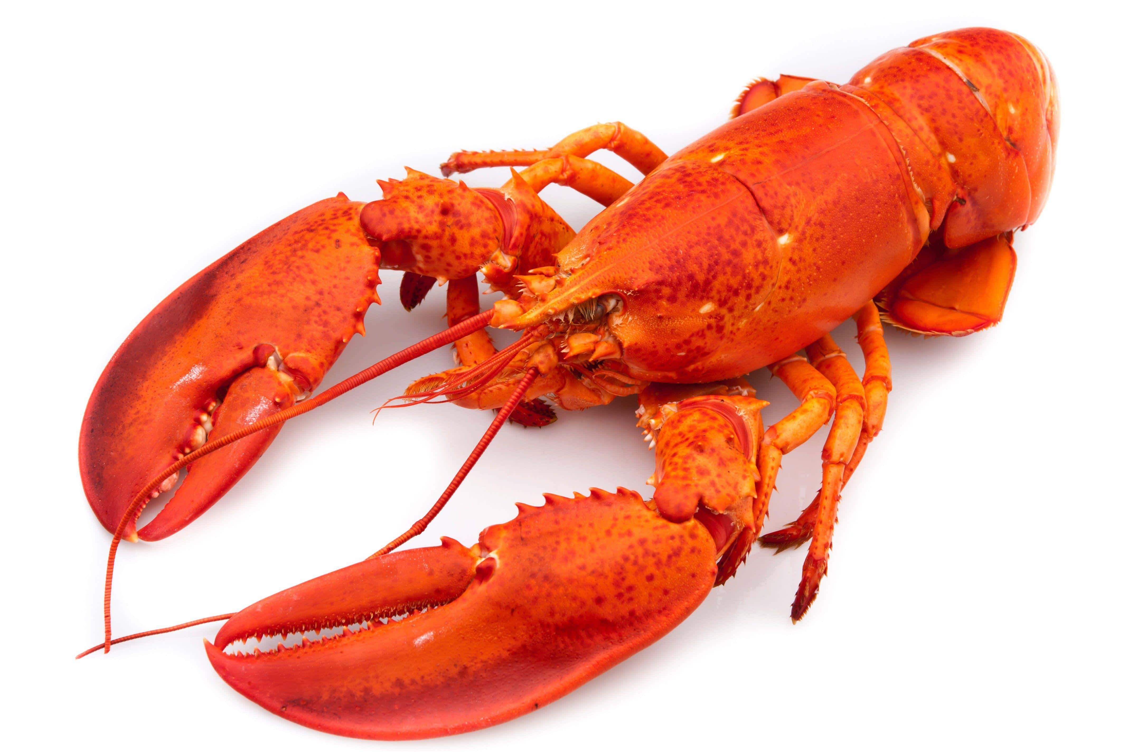 Lobster 桌布 壁紙 — 一隻鮮紅色的熟龍蝦，帶有詳細的爪和觸角，孤立在純白色背景上。