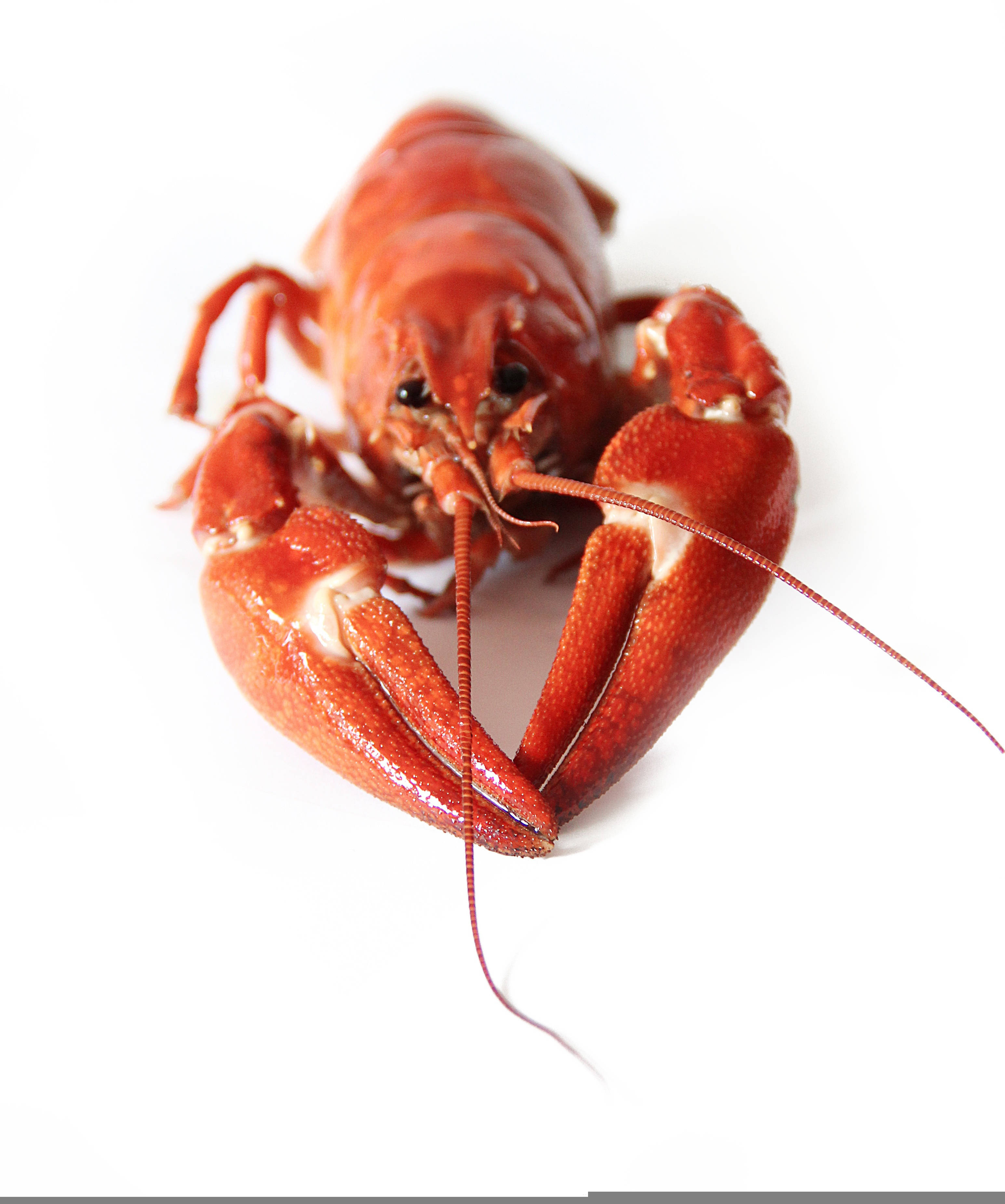 Lobster 桌布 壁紙 — 一隻鮮紅色的熟龍蝦，帶有詳細的鉗子和觸角，孤立在純白色背景上。