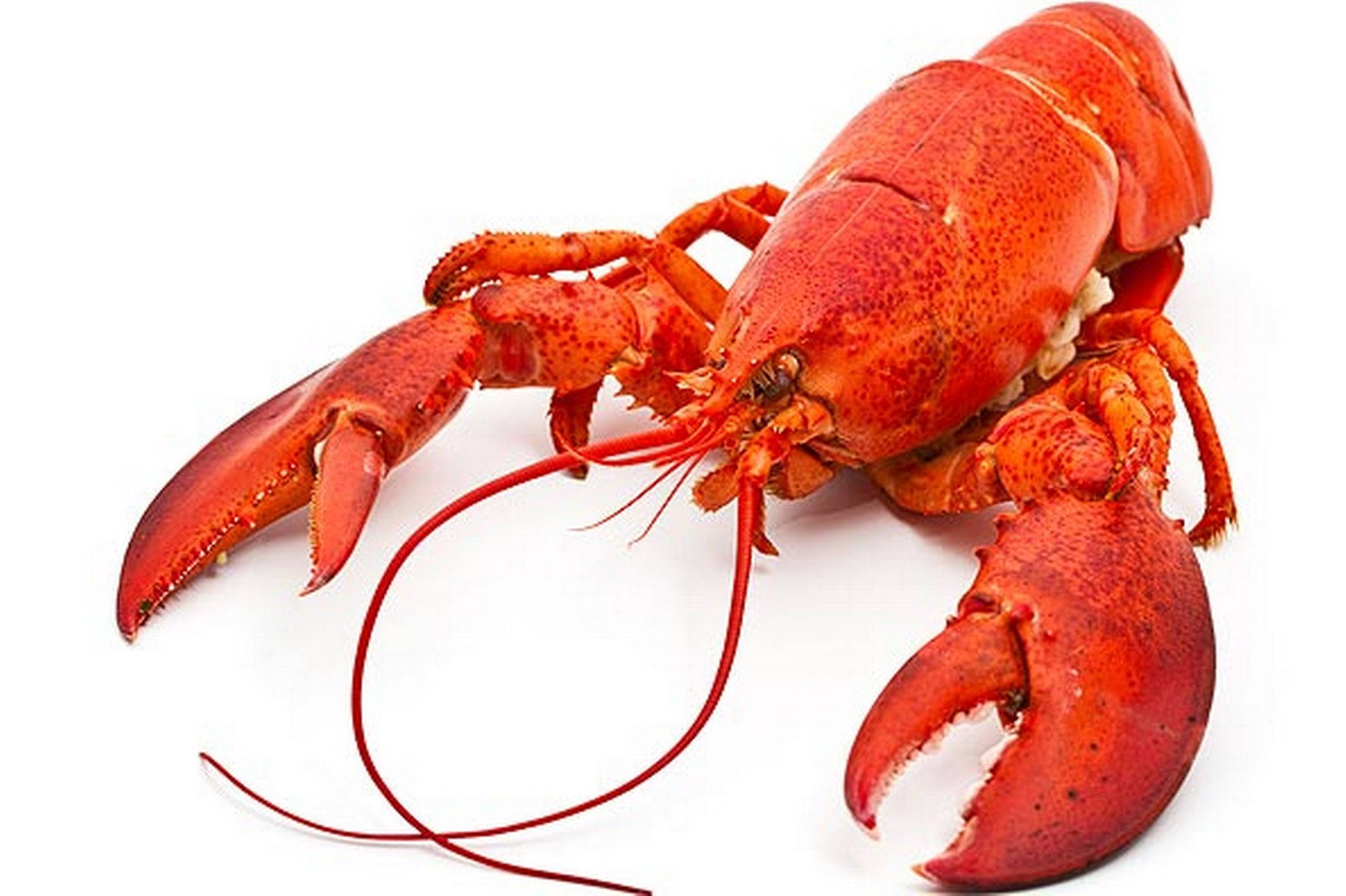 Lobster 桌布 壁紙 — 一隻鮮紅色的熟龍蝦，帶有長觸鬚和大鉗子，放在純白色背景上。