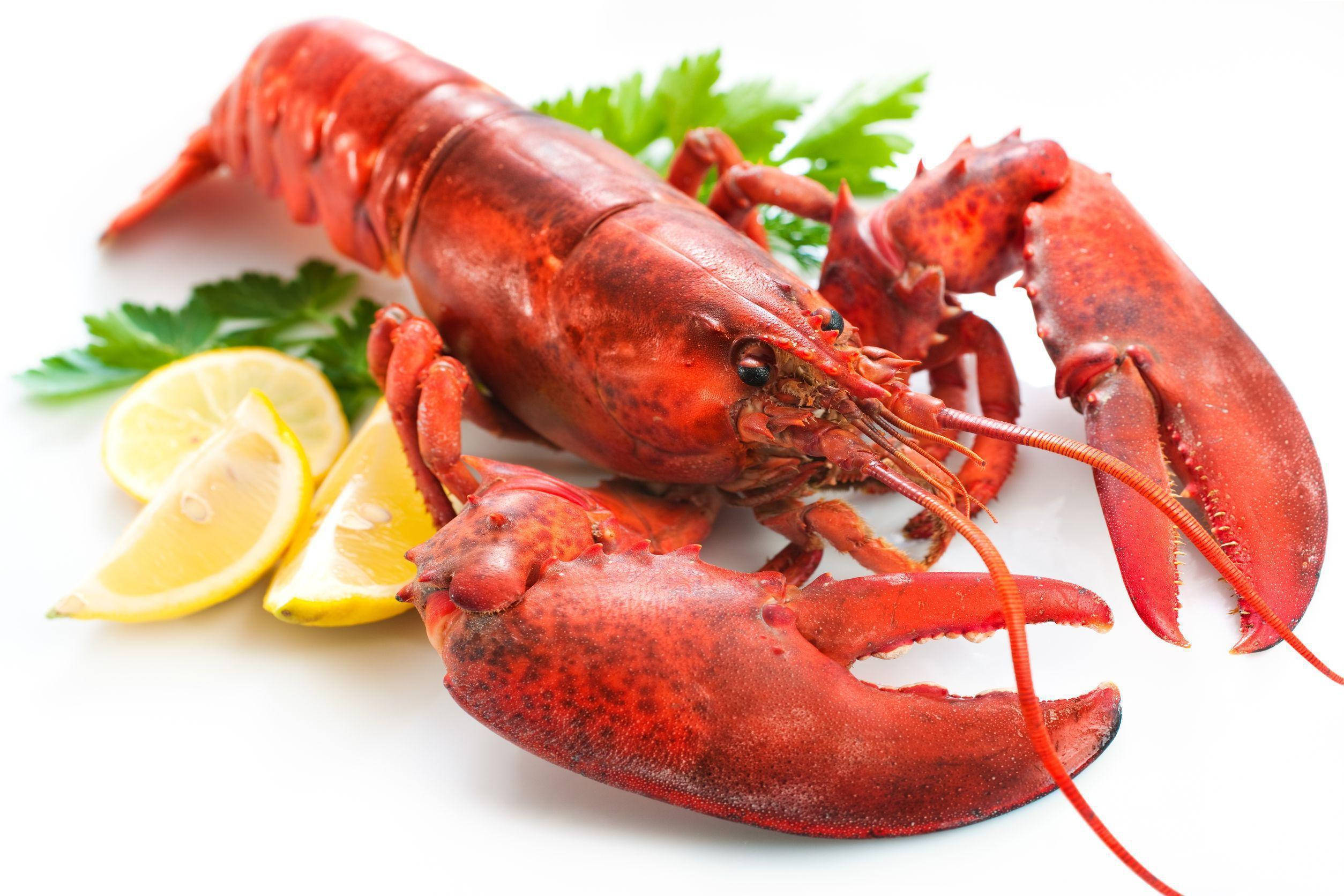 Lobster 桌布 壁紙 — 一隻鮮紅色的熟龍蝦，配上檸檬角和歐芹，放在潔淨的白色背景上。