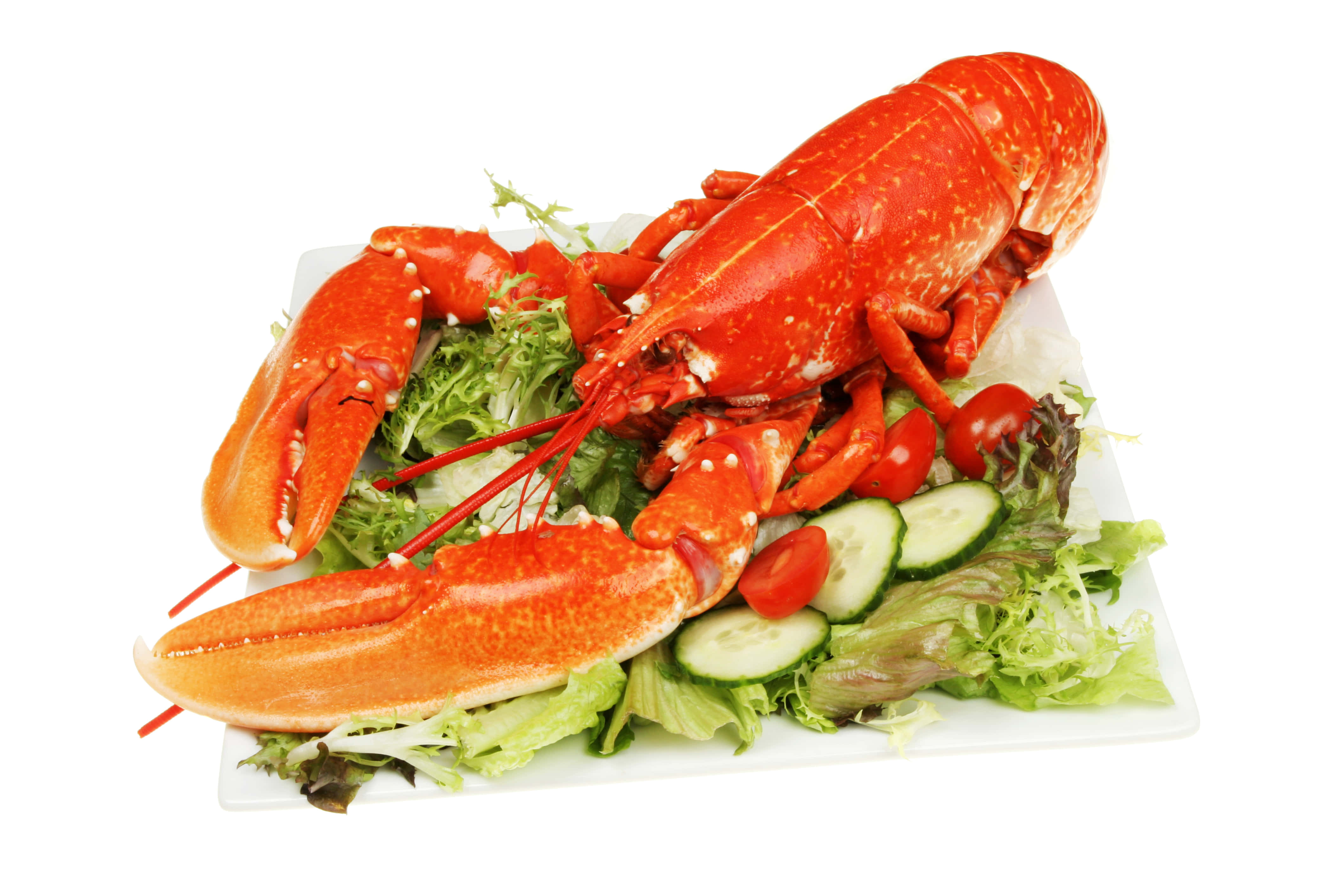 Lobster 桌布 壁紙 — 一隻鮮紅色的熟龍蝦放在白色盤子上，搭配新鮮青沙拉、小黃瓜和櫻桃番茄。