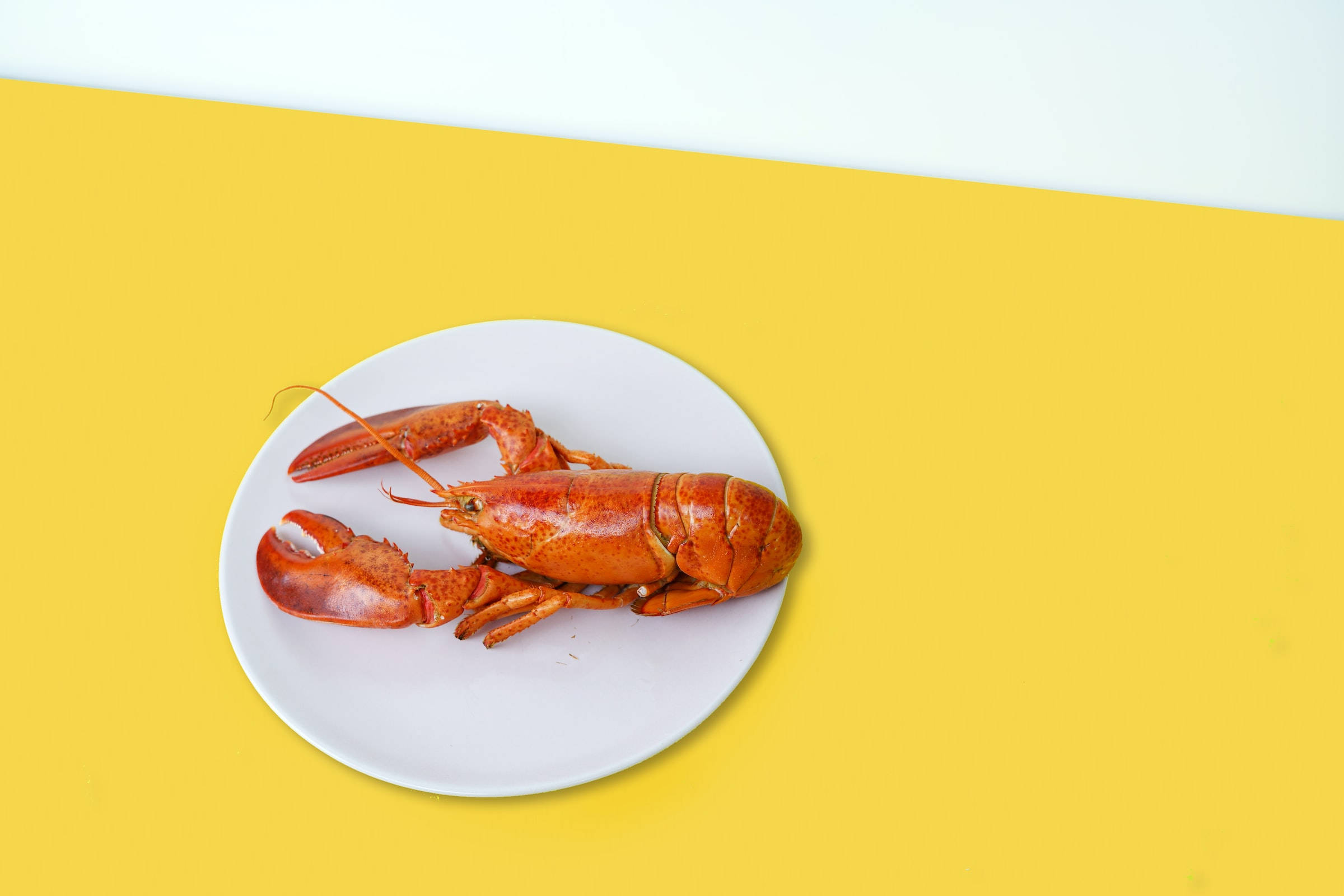 Lobster 桌布 壁紙 — 一隻鮮紅色的熟龍蝦放在白色盤子上，襯以鮮明的黃色背景。