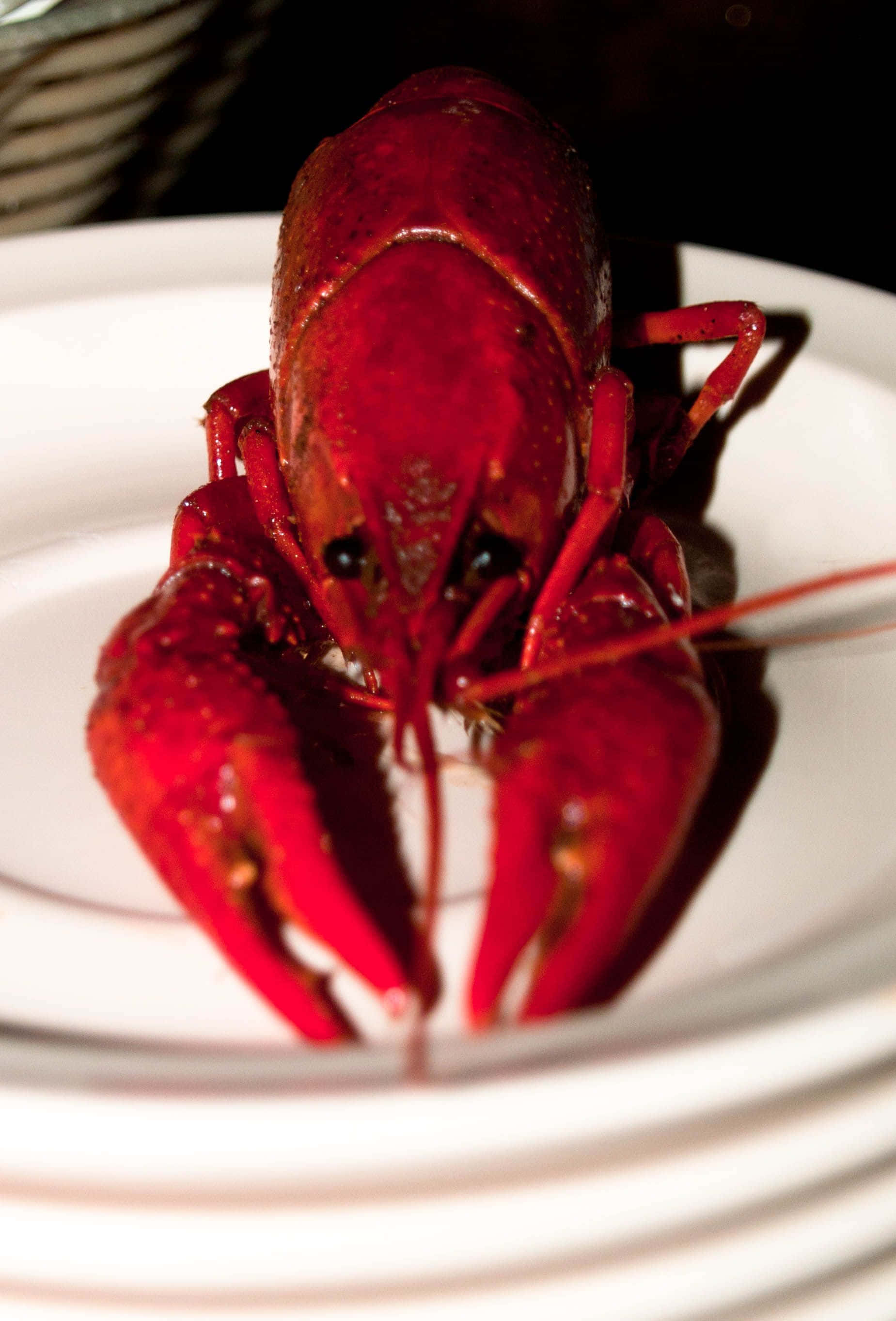 Crawfish 桌布 壁紙 — 一隻鮮紅色的熟龍蝦放在白色盤子中央，景深較淺。