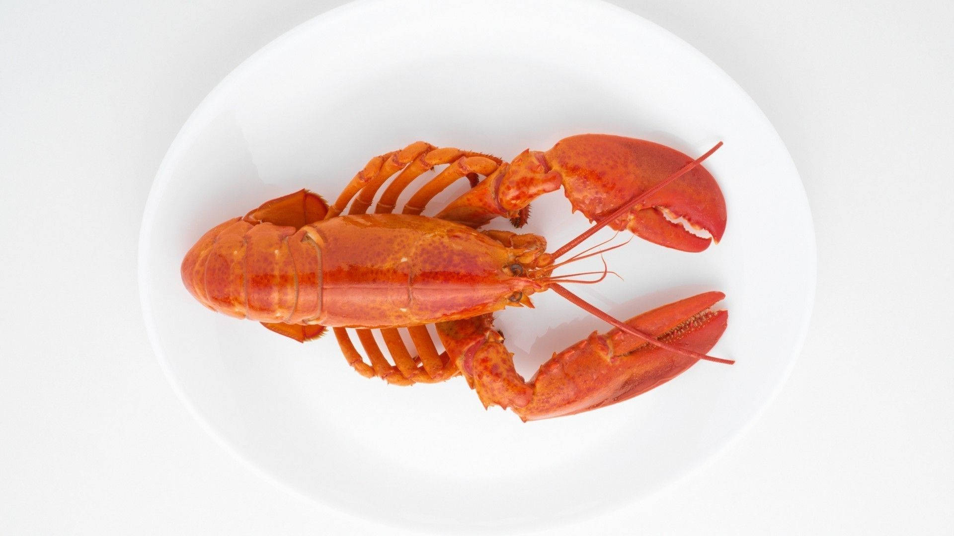 Lobster 桌布 壁紙 — 一隻鮮紅色的熟龍蝦放在簡約背景下的潔白盤子中央。