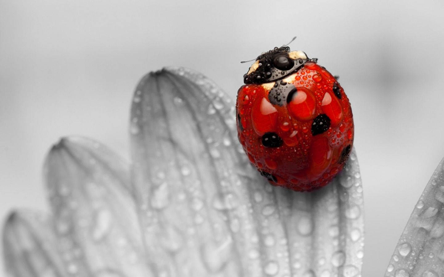 ladybug 桌布 壁紙 — 一隻鮮紅色的瓢蟲帶有光澤的水珠，棲息在閃爍著露水的單色花瓣上。