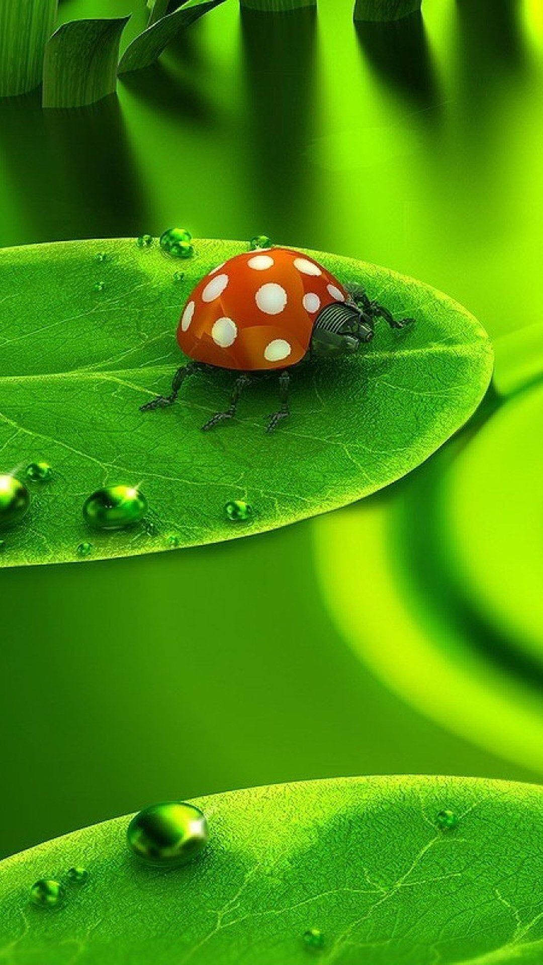 ladybug 桌布 壁紙 — 一隻鮮紅色的瓢蟲帶有白色斑點，停留在一個茂盛花園中沾滿露水的綠葉上。