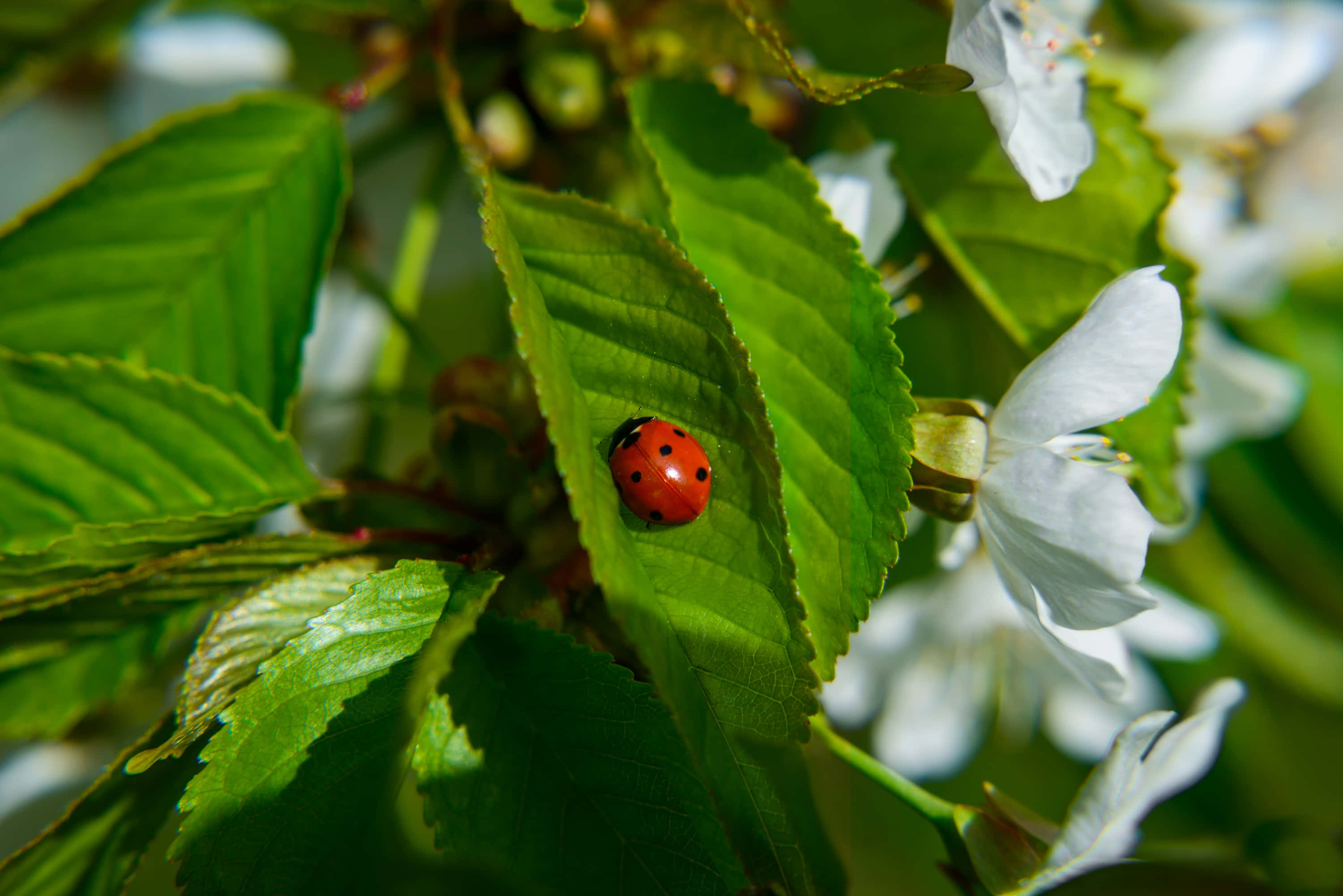 Spring Ladybugs 桌布 壁紙 — 一隻鮮紅色的瓢蟲帶有黑色斑點，停在一片陽光照射的綠色葉子上，旁邊是精緻的白色櫻花。