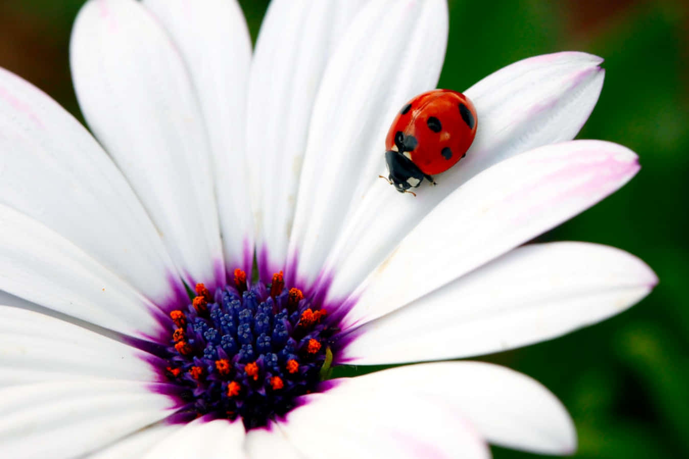 ladybug 桌布 壁紙 — 一隻鮮紅色的瓢蟲帶有黑色斑點，停在一朵白色雛菊上，雛菊有紫色花心和粉紅色花瓣尖端。
