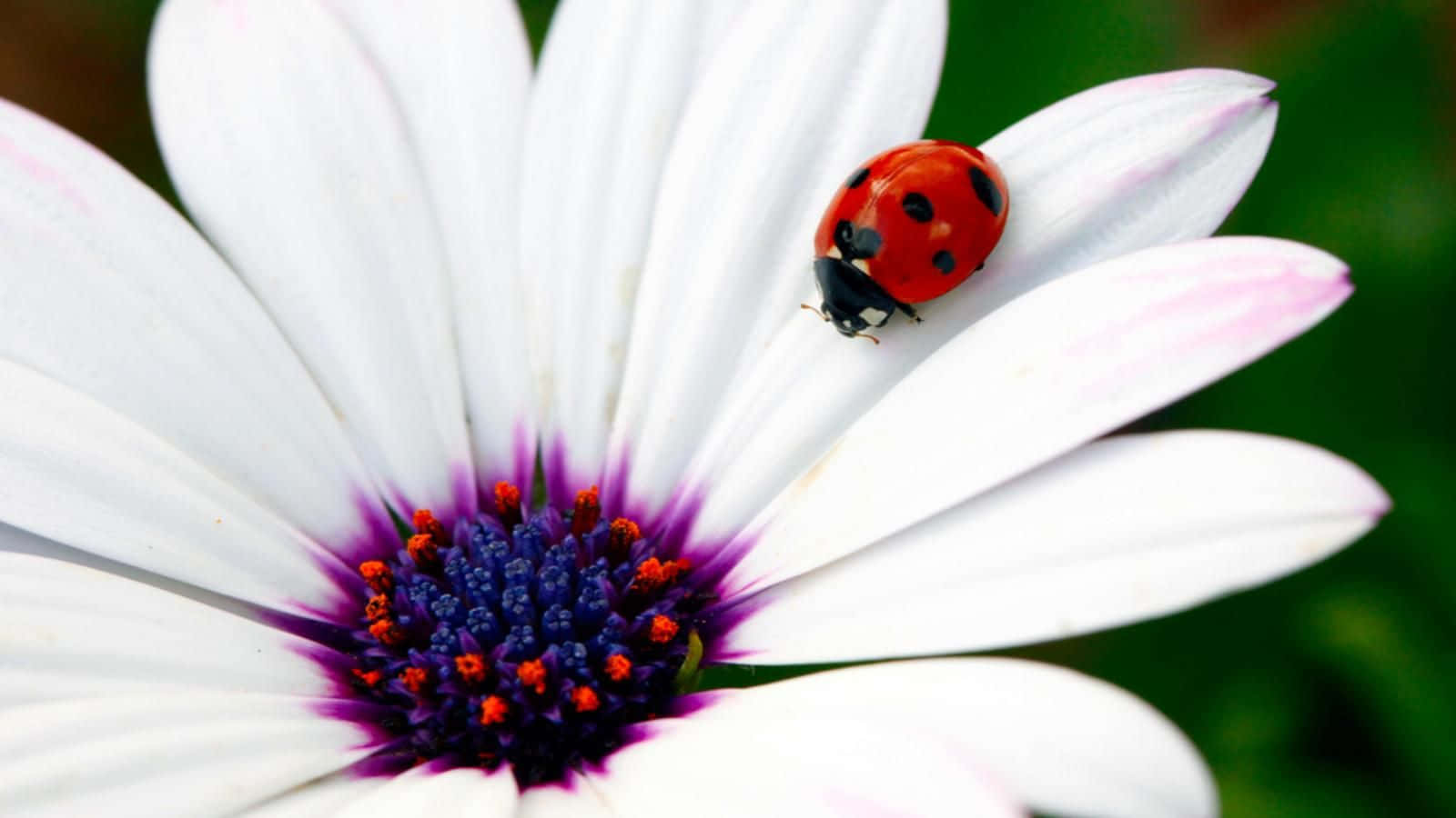Spring Ladybugs 桌布 壁紙 — 一隻鮮紅色的瓢蟲帶有黑色斑點，停在一朵白色雛菊上，雛菊有紫色和橙色的中心花瓣。