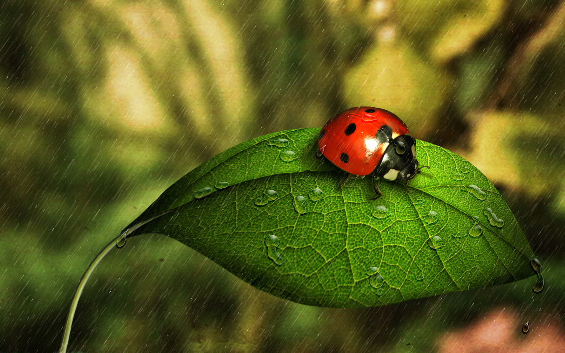 ladybug 桌布 壁紙 — 一隻鮮紅色的瓢蟲帶有黑色斑點，停在一張沾滿露水的綠色葉子上，雨滴輕輕落在模糊的森林背景中。