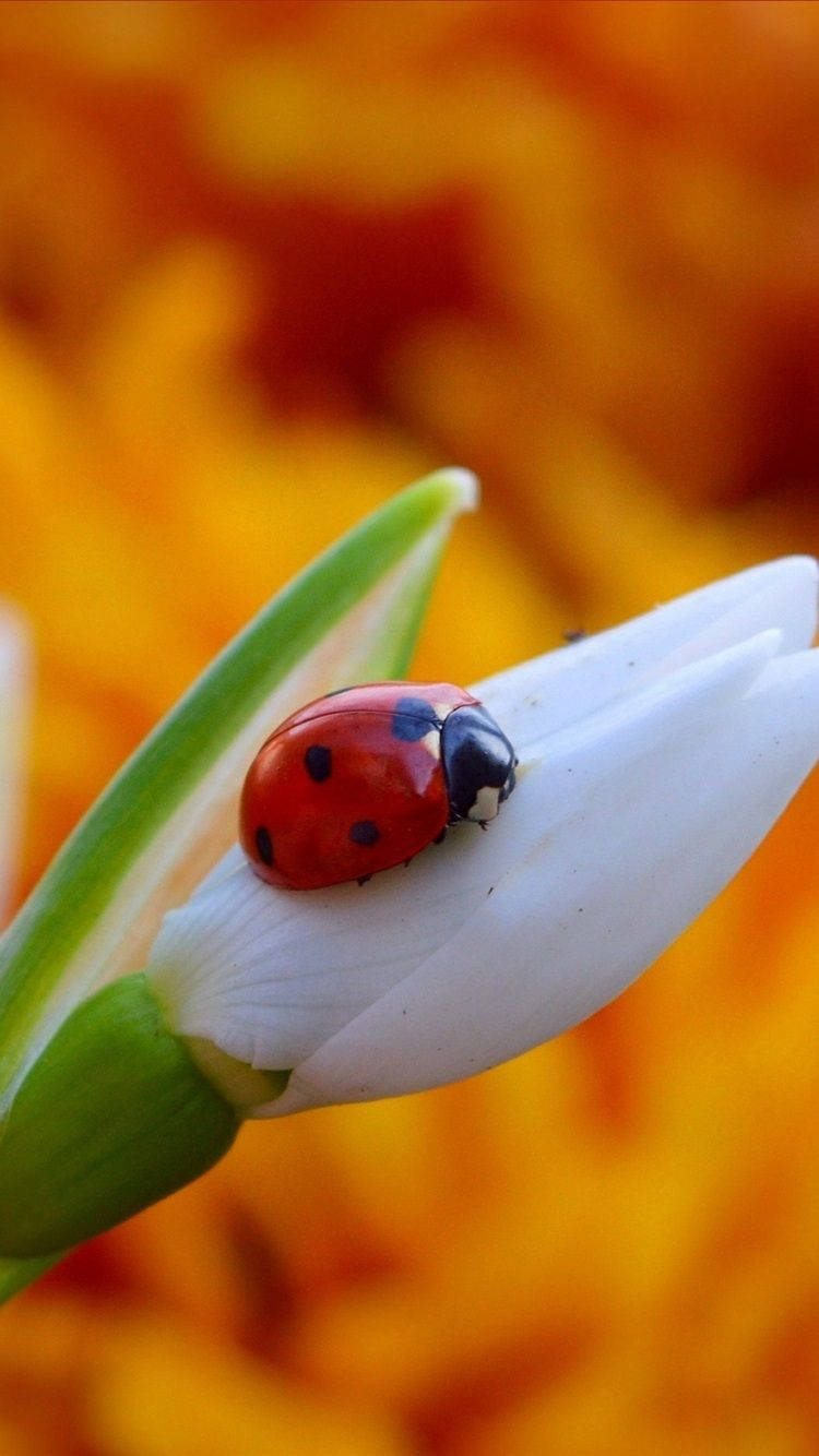 ladybug 桌布 壁紙 — 一隻鮮紅色的瓢蟲帶有黑色斑點，停在一片純白的花瓣上，背景是溫暖的橙色模糊效果。