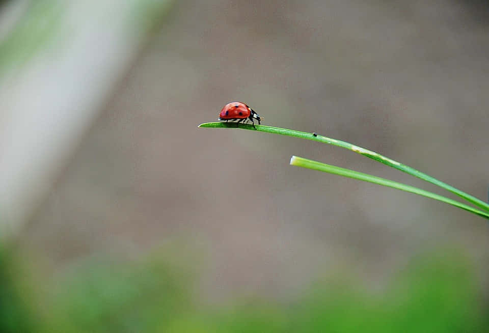 Spring Ladybugs 桌布 壁紙 — 一隻鮮紅色的瓢蟲帶有黑色斑點，優雅地棲息在一根纖細的綠色草葉上，背景是柔和模糊的自然景色。