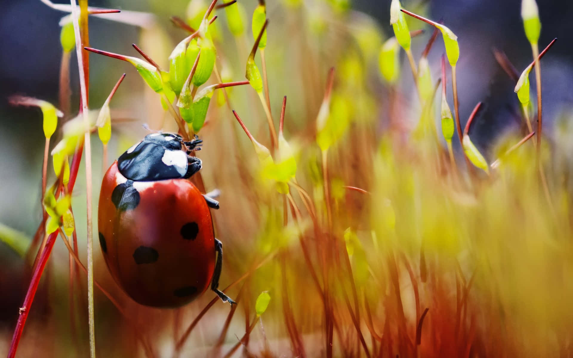 ladybug 桌布 壁紙 — 一隻鮮紅色的瓢蟲帶有黑色斑點，優雅地棲息在纖細的綠色苔蘚莖上，背景是柔和模糊的金色。