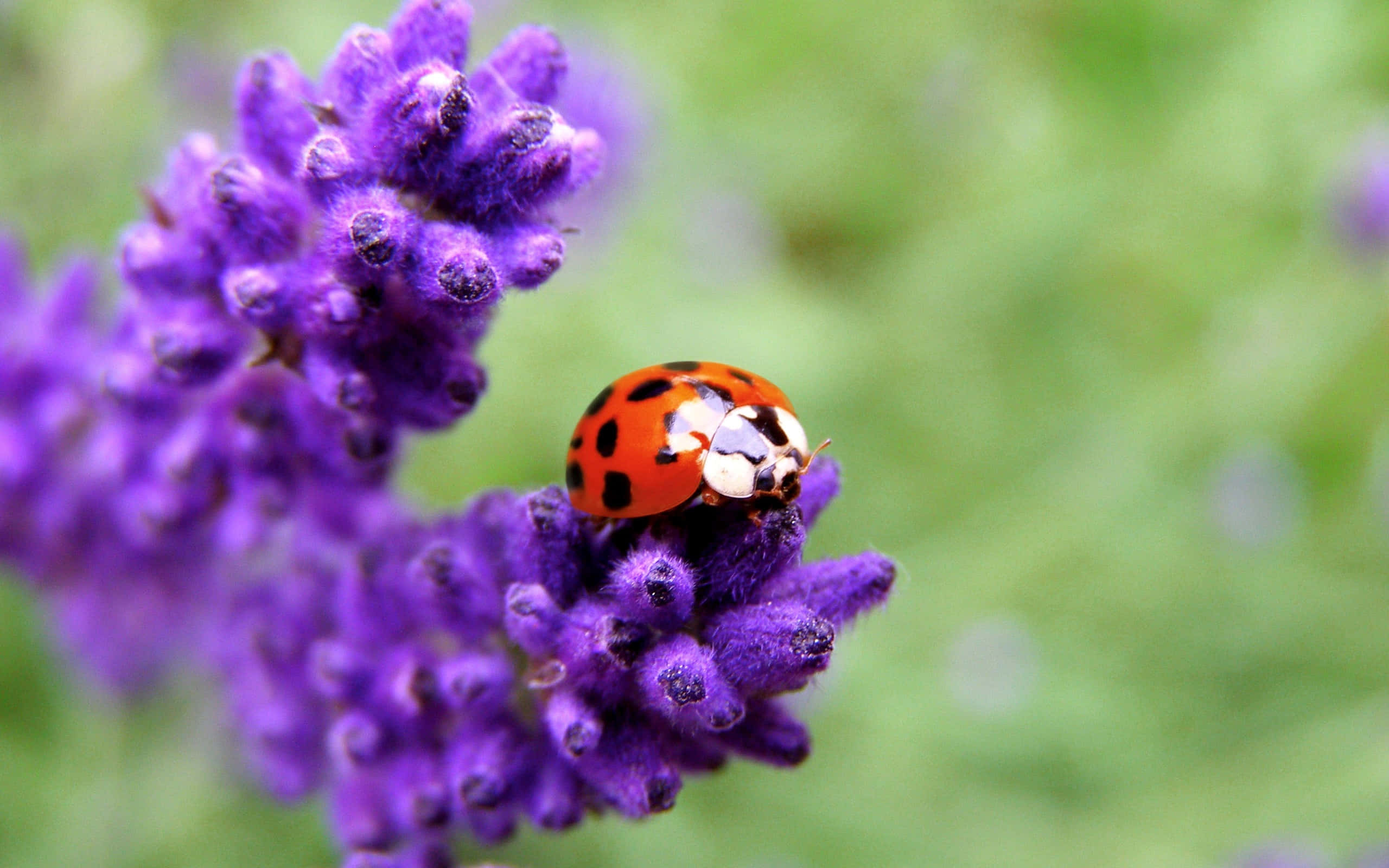 Spring Ladybugs 桌布 壁紙 — 一隻鮮紅色的瓢蟲帶有黑色斑點，優雅地停在一簇鮮豔的紫色薰衣草花上。