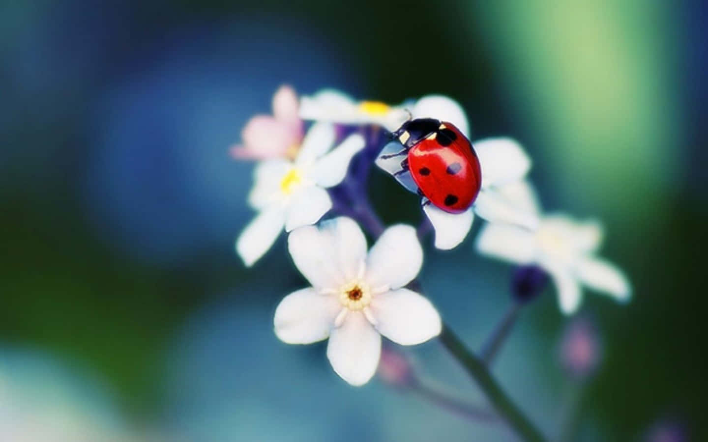 ladybug 桌布 壁紙 — 一隻鮮紅色的瓢蟲帶有黑色斑點，優雅地停在一簇白色勿忘我花上，背景是柔和的藍綠色模糊效果。