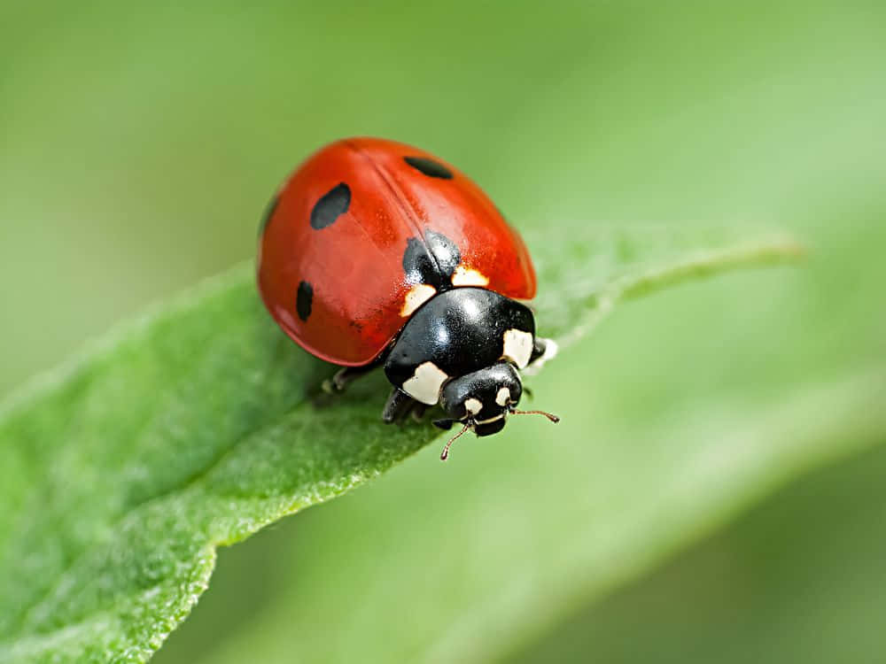bug 桌布 壁紙 — 一隻鮮紅色的瓢蟲帶有黑色斑點，在清晰對焦下，輕柔地棲息在茂盛的綠葉上。