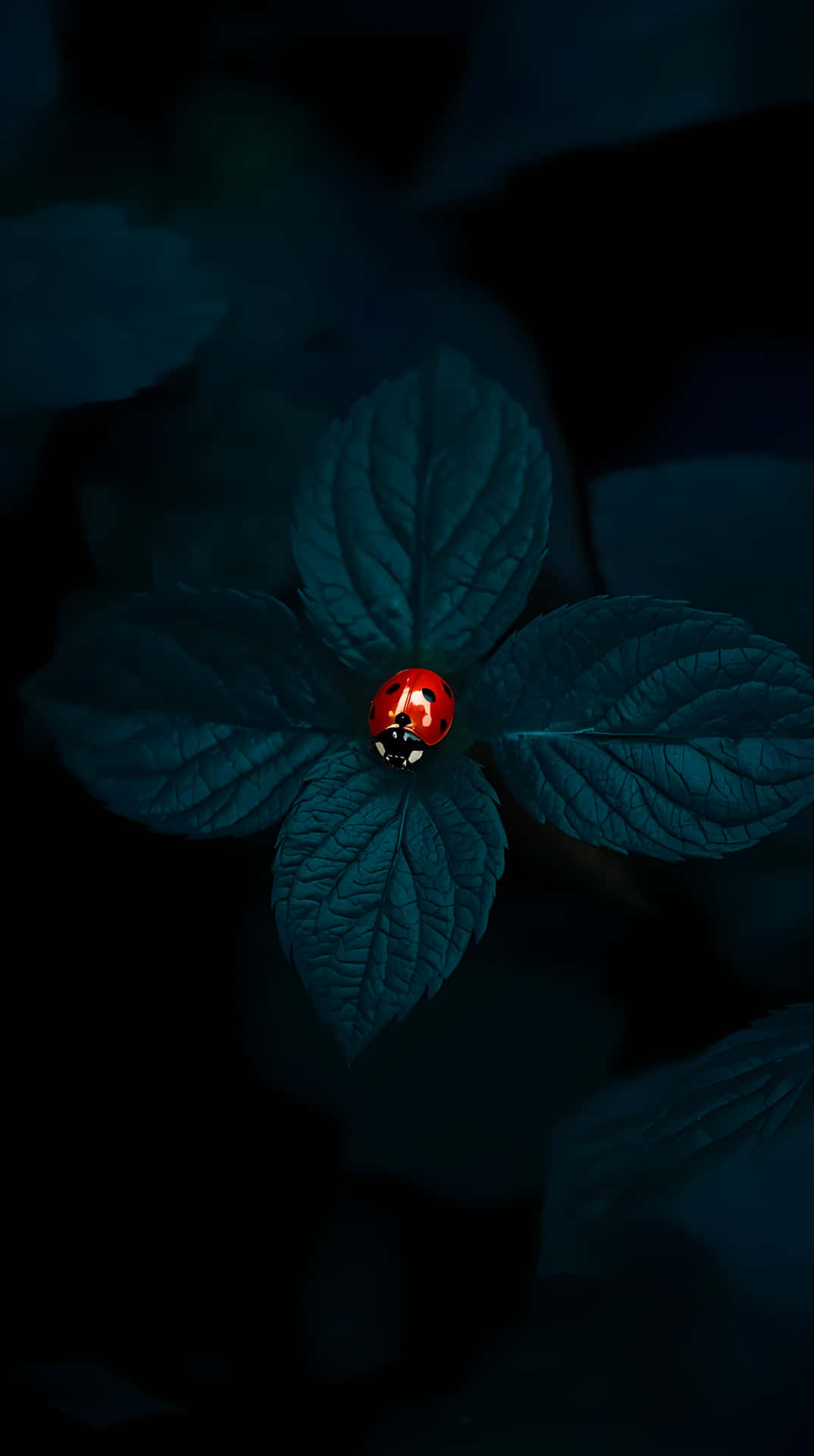 Ladybug on a Deep Teal Leaf 壁紙 — 一隻鮮紅色的瓢蟲帶有黑色斑點，在深色背景下的深青色葉子中央休息。
