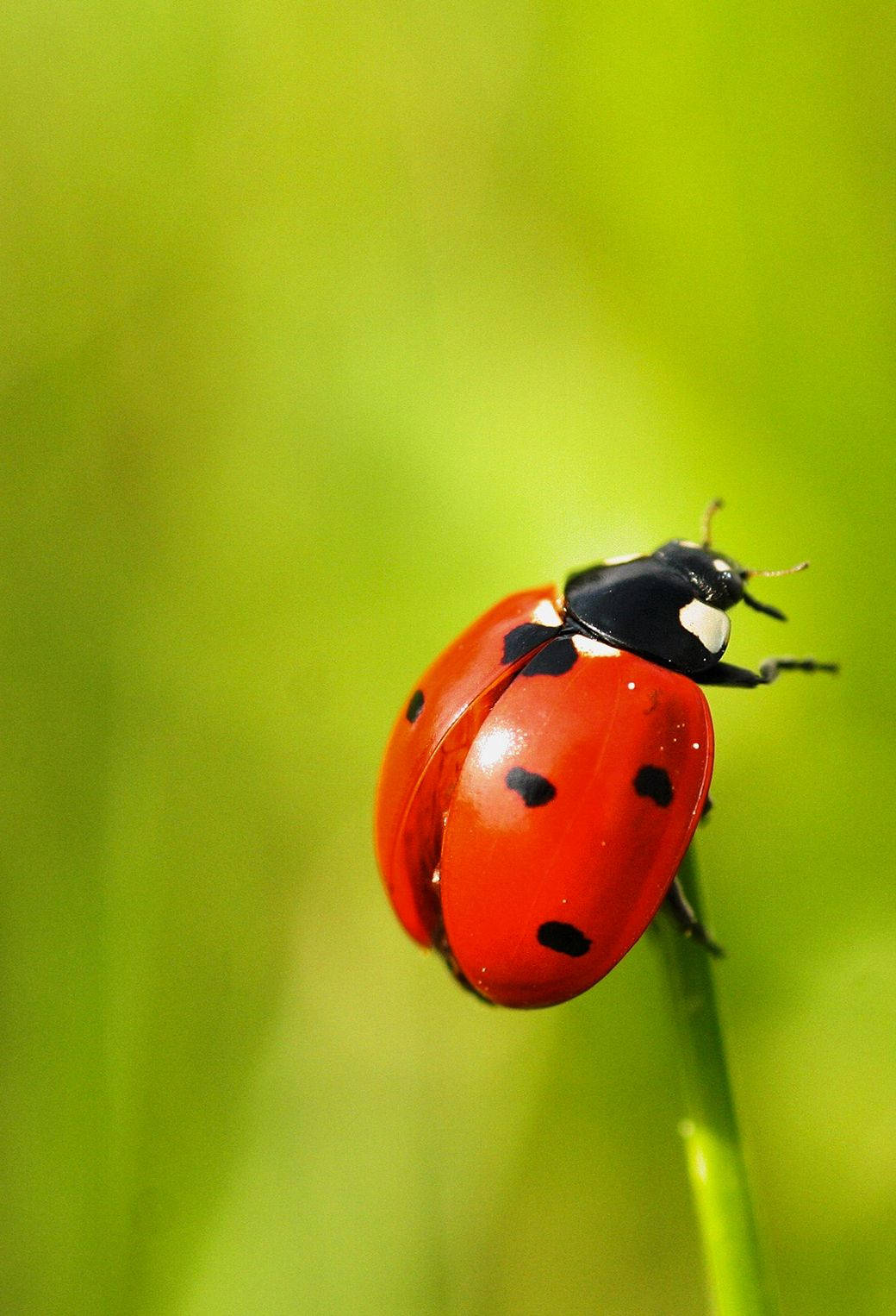ladybug 桌布 壁紙 — 一隻鮮紅色的瓢蟲帶有黑色斑點，在柔和的模糊背景下，優雅地停在一片綠草葉上。