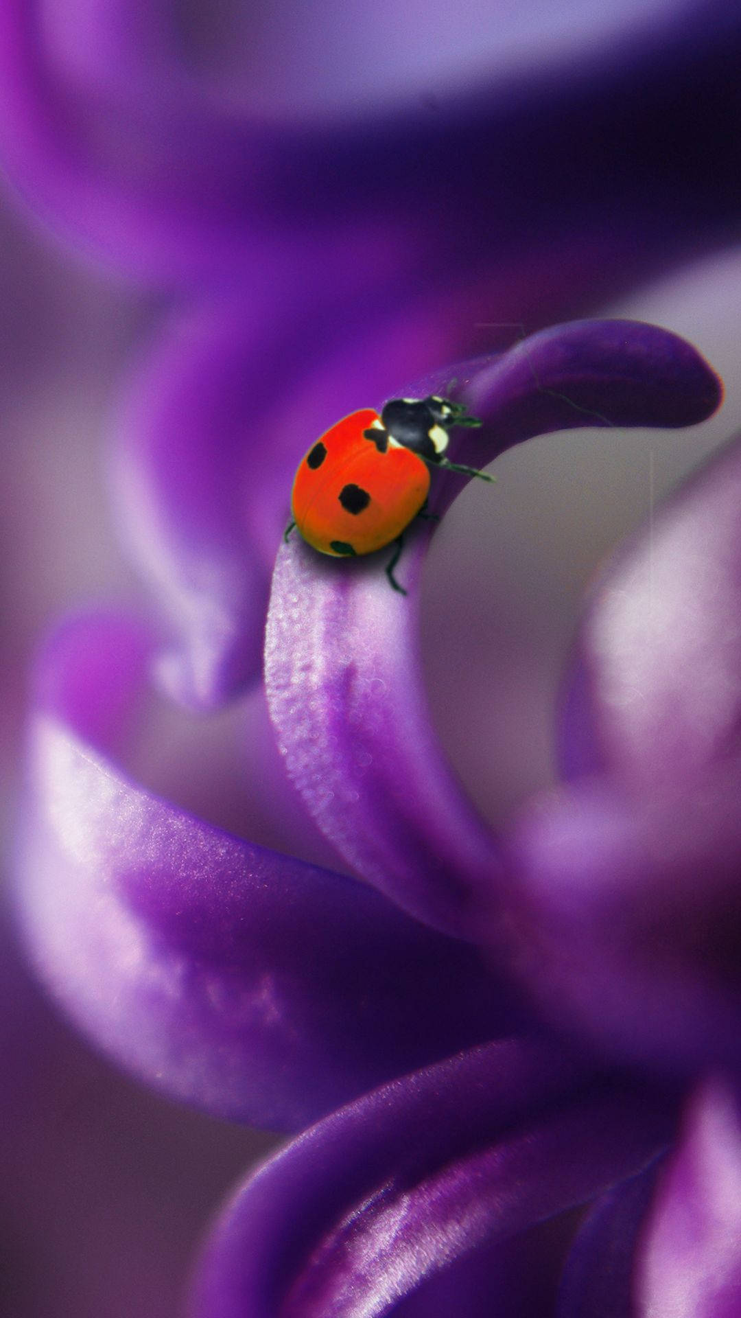 ladybug 桌布 壁紙 — 一隻鮮紅色的瓢蟲帶有黑色斑點，在柔焦微距鏡頭下，輕柔地停在一朵深紫色的花瓣上。