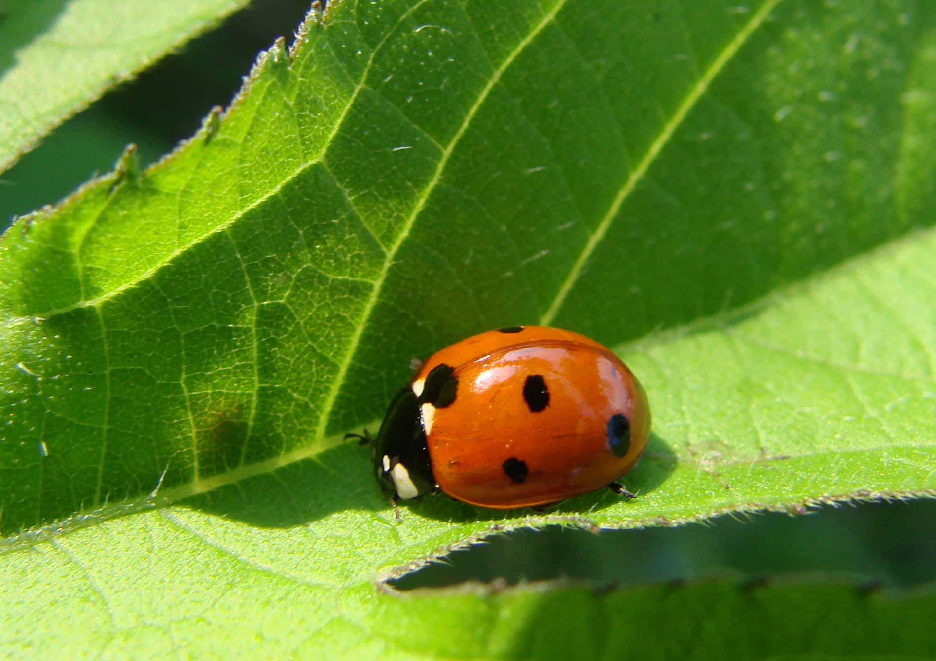 ladybug 桌布 壁紙 — 一隻鮮紅色的瓢蟲帶有黑色斑點，在明亮的陽光下停在一片茂盛的綠葉上。