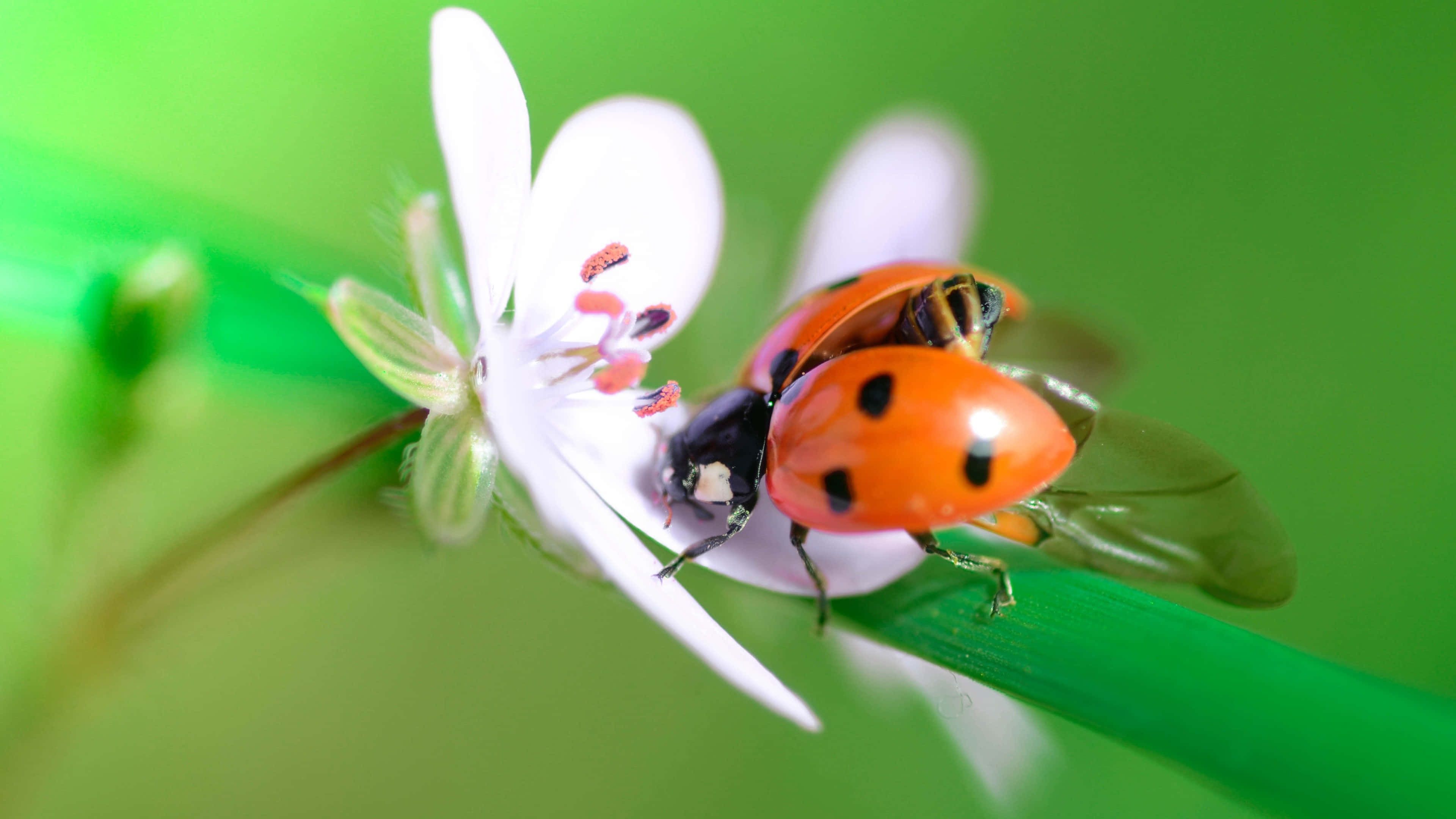 Spring Ladybugs 桌布 壁紙 — 一隻鮮紅色的瓢蟲帶有黑色斑點，在茂密的綠色背景下，輕柔地停在一朵白色的花上。