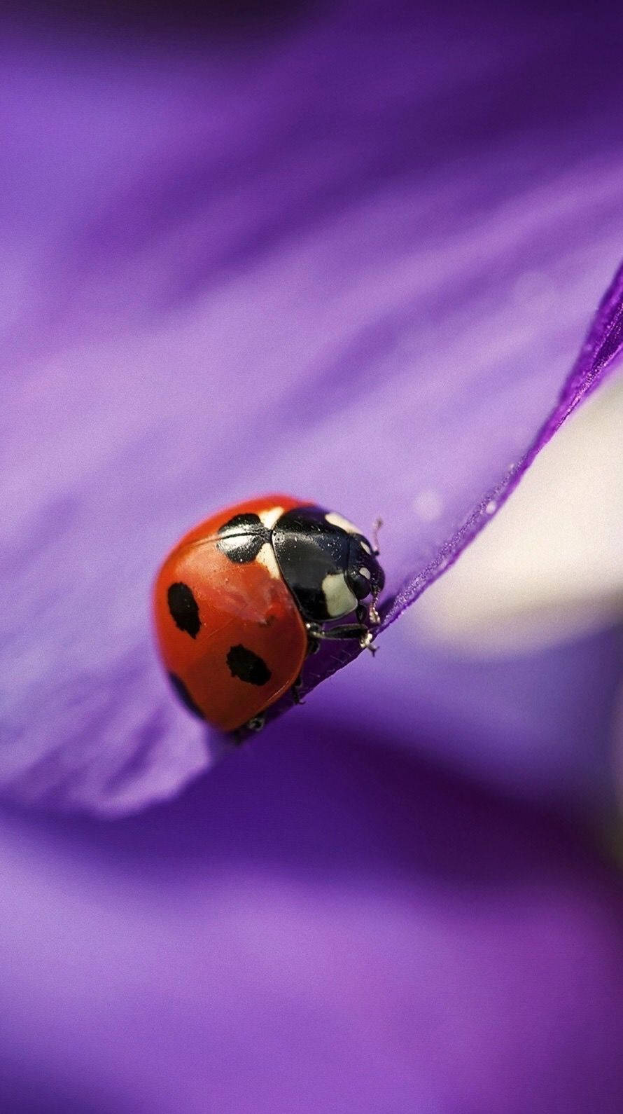 ladybug 桌布 壁紙 — 一隻鮮紅色的瓢蟲帶有黑色斑點，在淺景深中輕柔地棲息在柔軟的紫色花瓣上。