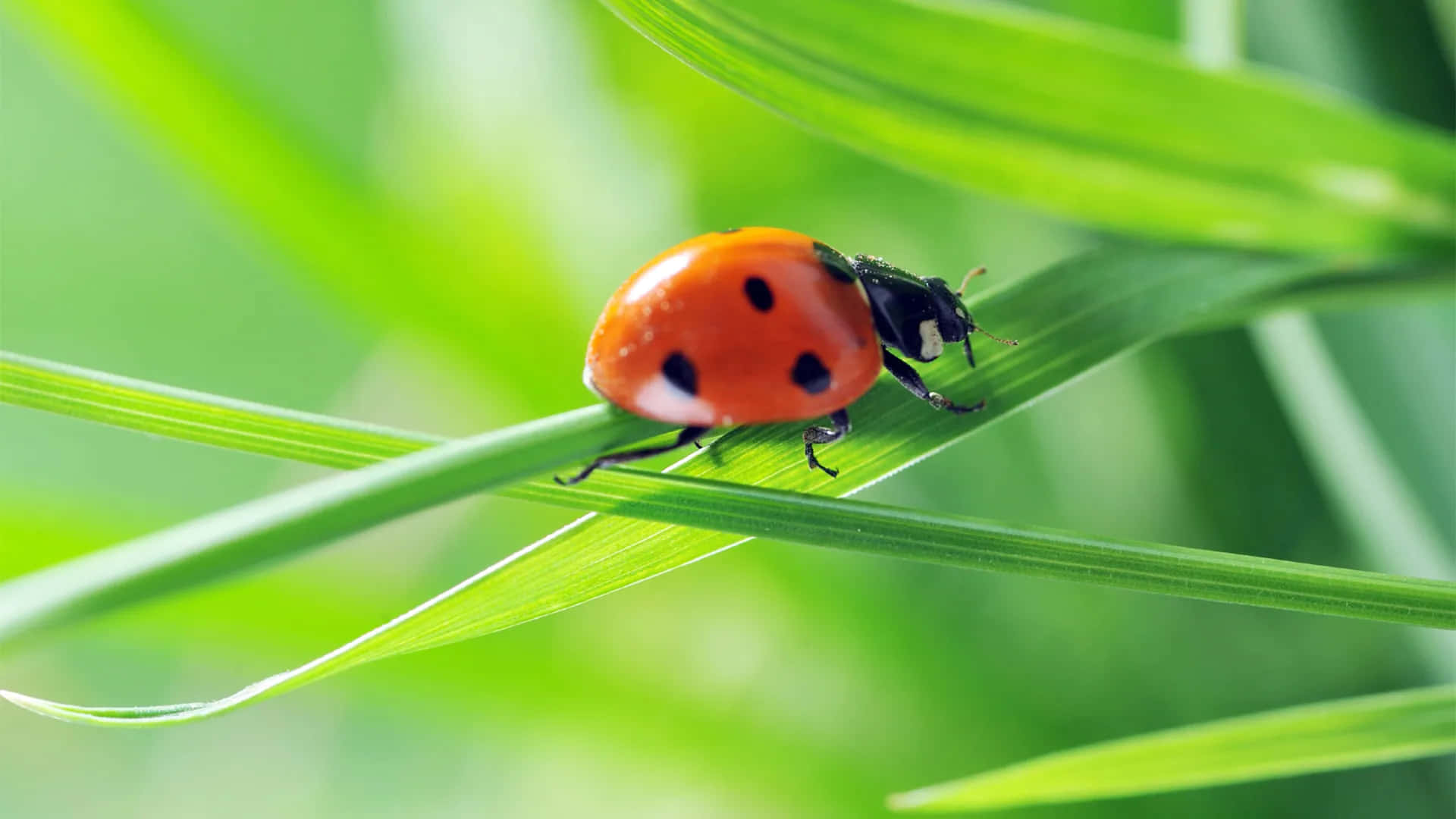bug 桌布 壁紙 — 一隻鮮紅色的瓢蟲帶有黑色斑點，在陽光明媚的草地上沿著一片亮綠色的草葉輕柔地爬行。