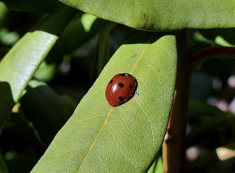 Spring Ladybugs 桌布 壁紙 — 一隻鮮紅色的瓢蟲帶有黑色斑點，在明亮的陽光下停留在光澤的綠葉上。
