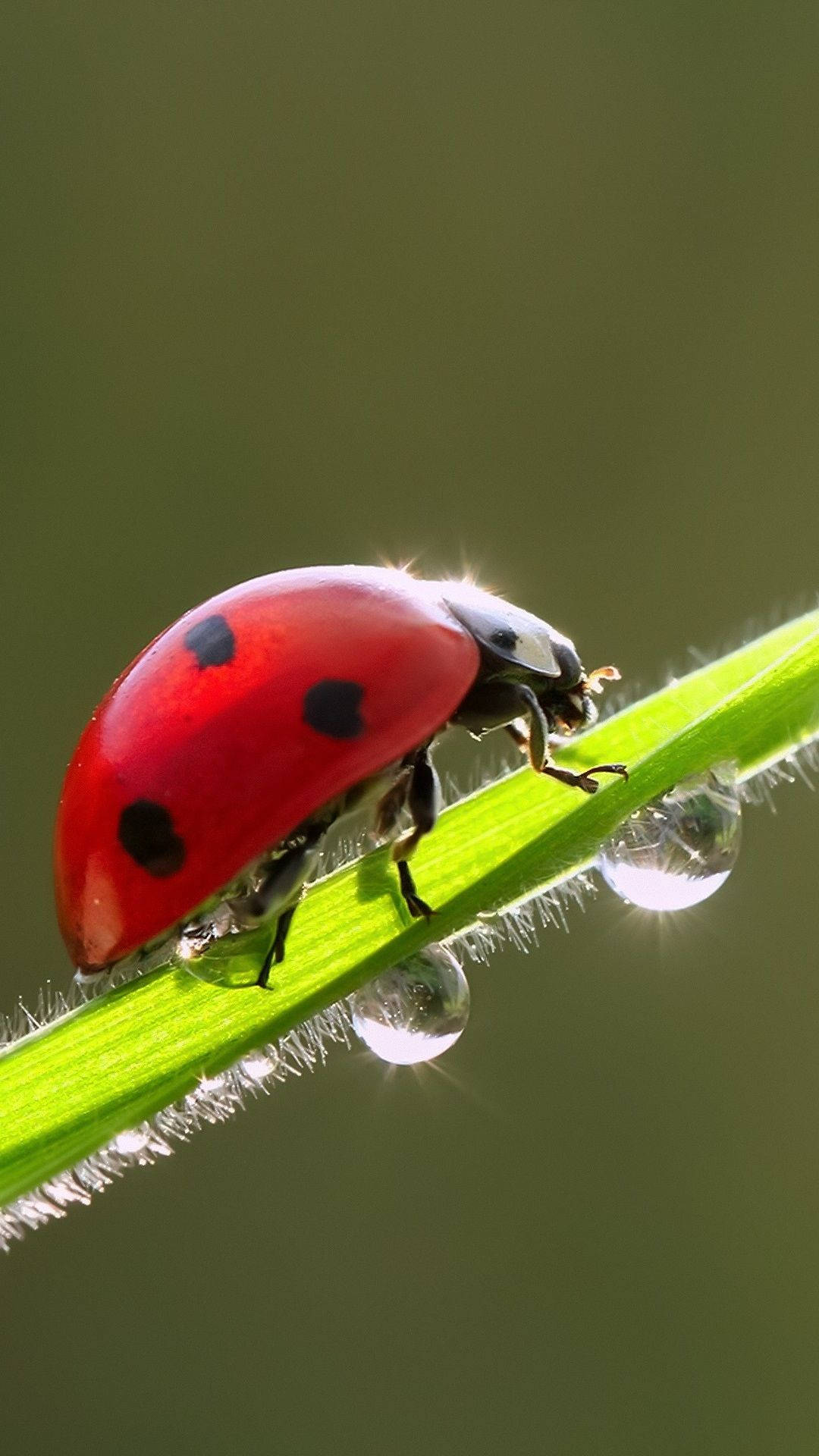 ladybug 桌布 壁紙 — 一隻鮮紅色的瓢蟲帶有黑色斑點，在明亮的陽光下緊貼著沾滿露水的綠色草葉。