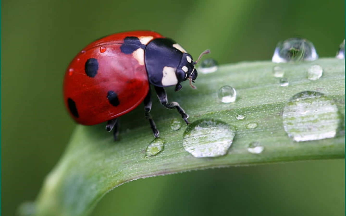 ladybug 桌布 壁紙 — 一隻鮮紅色的瓢蟲帶有黑色斑點，在柔焦花園環境中爬行於沾滿露水的綠葉上。
