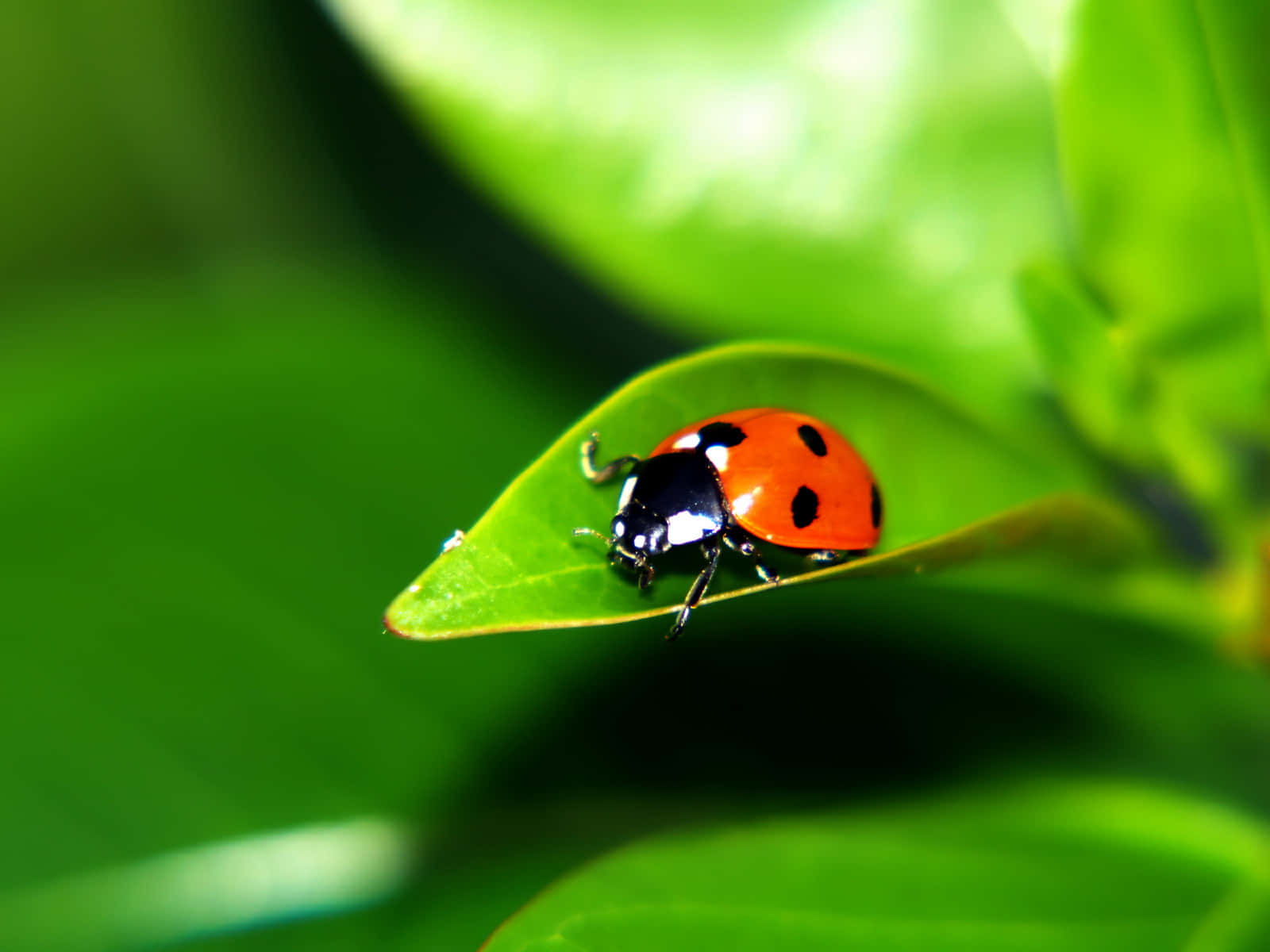 ladybug 桌布 壁紙 — 一隻鮮紅色的瓢蟲帶有黑色斑點，在明亮的陽光下停留在光澤的綠葉上。