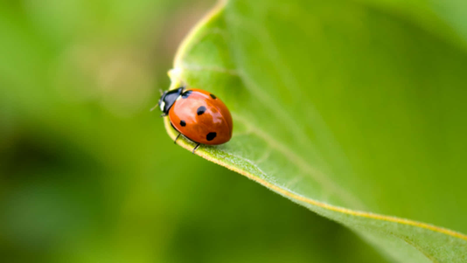 ladybug 桌布 壁紙 — 一隻鮮紅色的瓢蟲帶有黑色斑點，在柔和自然光下棲息在茂盛綠葉的邊緣。