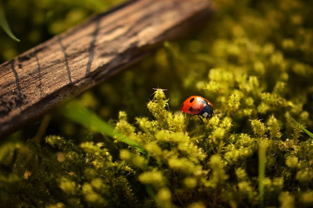 Spring Ladybugs 桌布 壁紙 — 一隻鮮紅色的瓢蟲帶有黑色斑點，在茂密的綠色苔蘚上爬行，旁邊有一根風化的木棍。